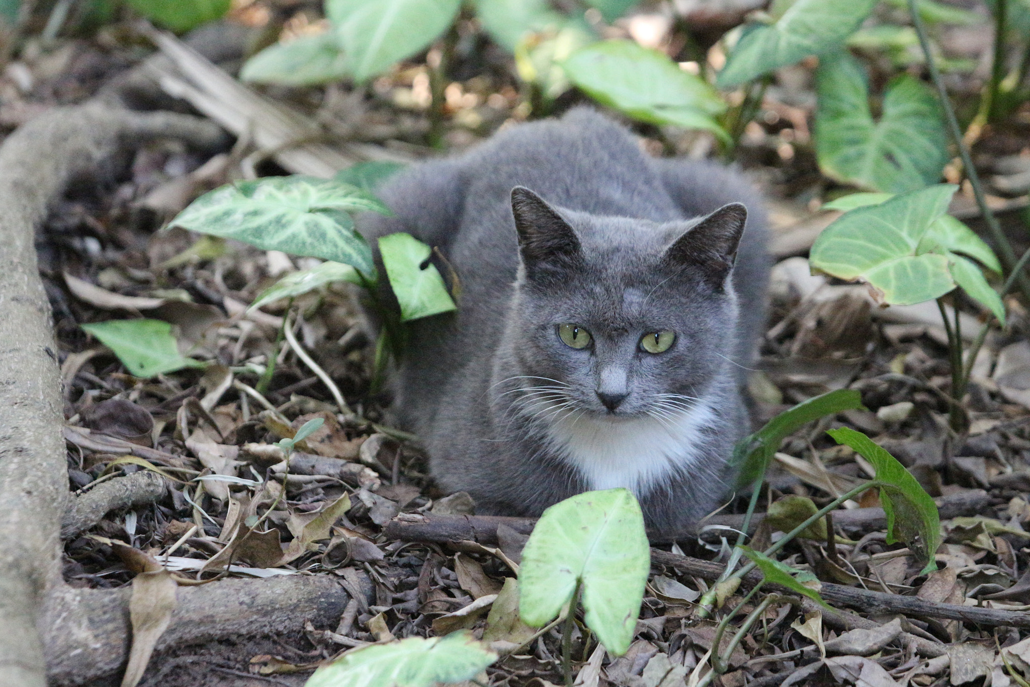 Canon EOS 700D (EOS Rebel T5i / EOS Kiss X7i) + Canon EF 70-200mm F4L IS USM sample photo