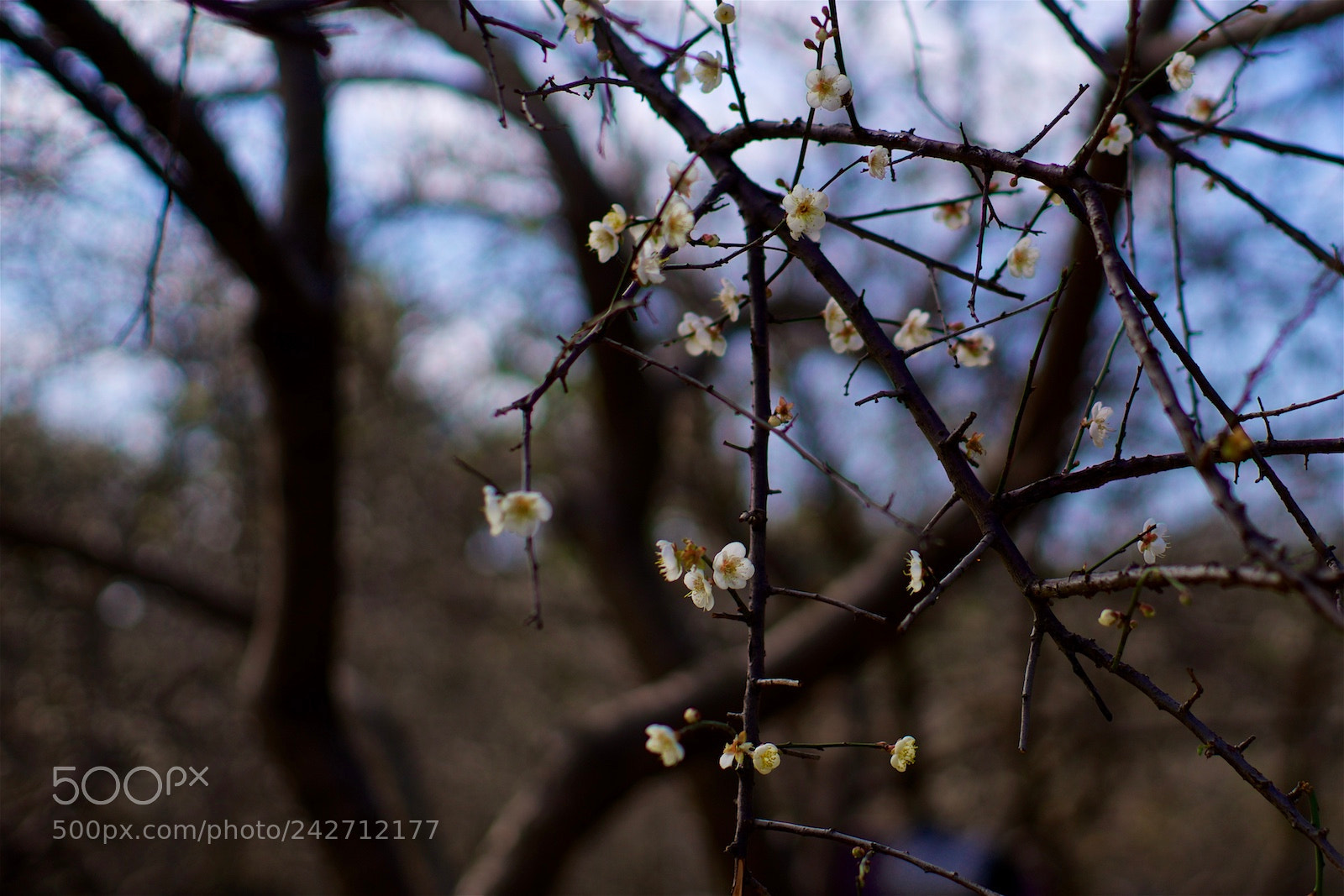 Sony Alpha a99 sample photo. 梅花 photography