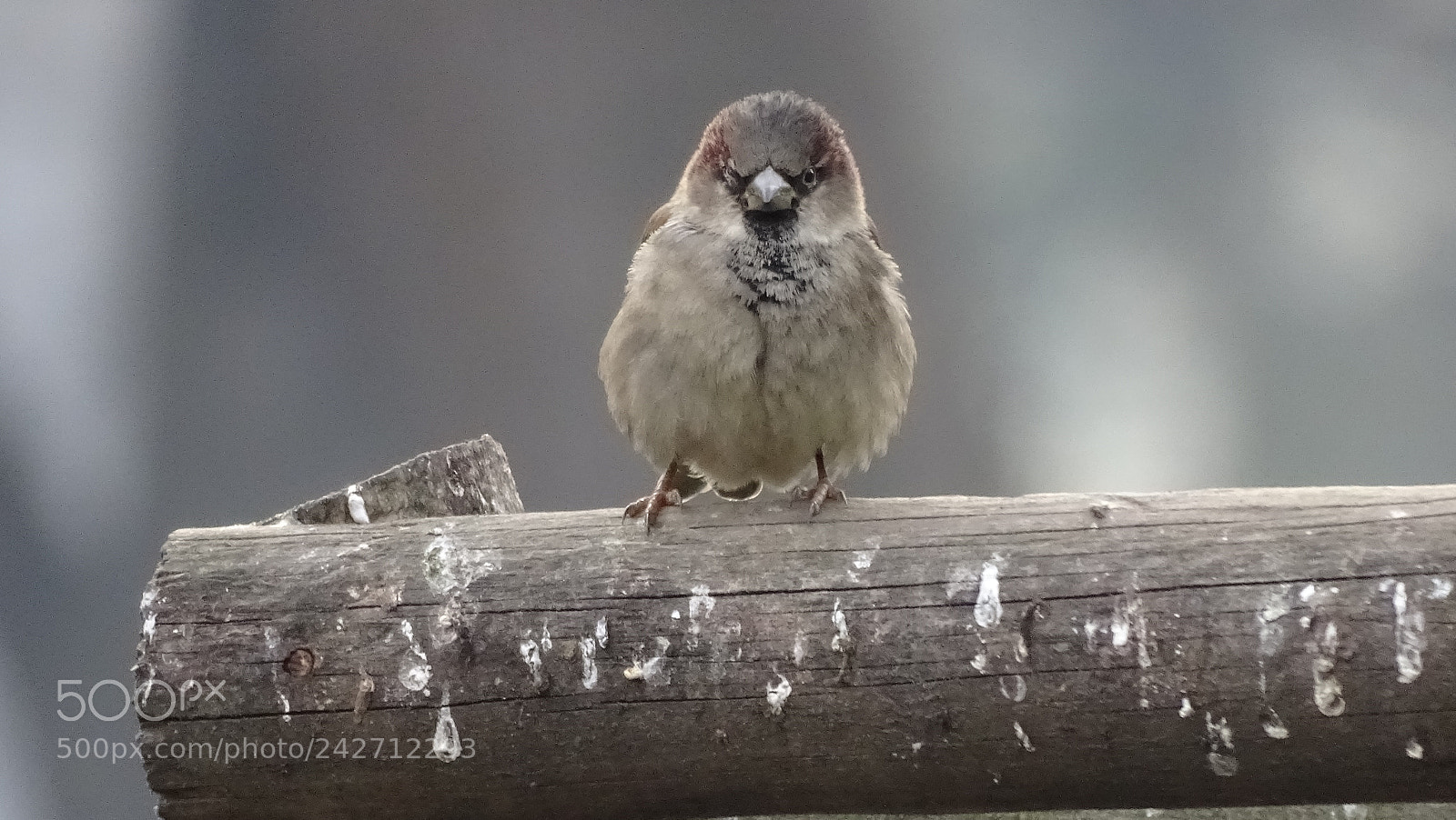 Sony Cyber-shot DSC-HX400V sample photo. Angry bird :) photography