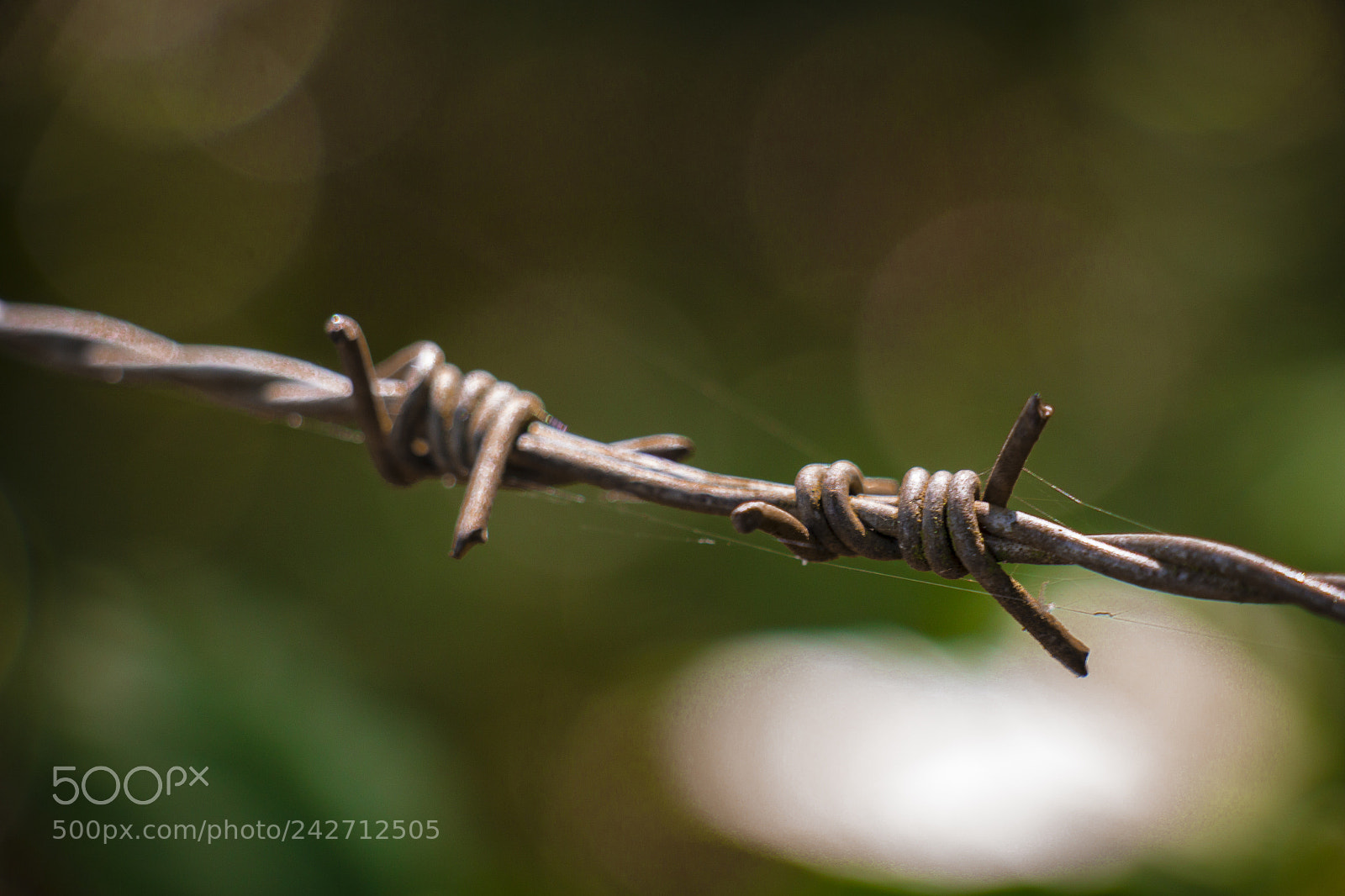 Canon EOS 700D (EOS Rebel T5i / EOS Kiss X7i) sample photo. Barbed wire / arame farpado photography