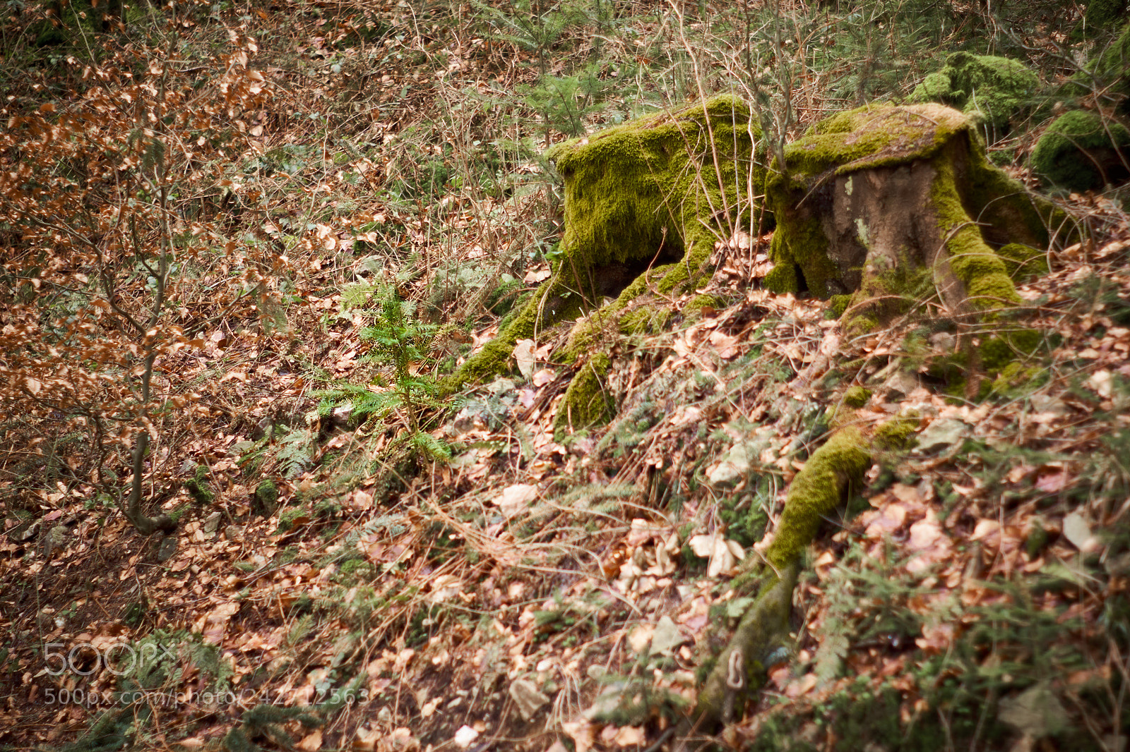 Sony SLT-A68 sample photo. Two old stumps are photography