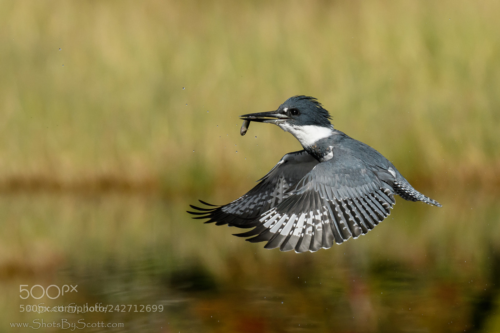 Nikon D500 sample photo. Belted kingfisher photography