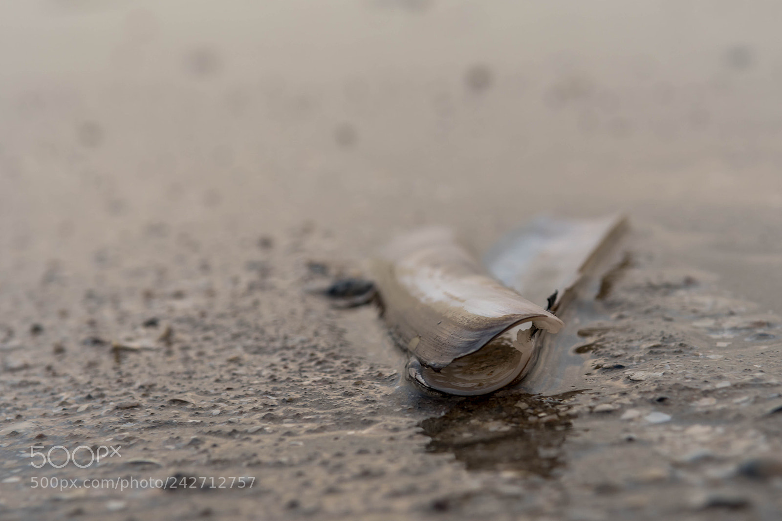 Nikon D500 sample photo. Shell on the beach photography