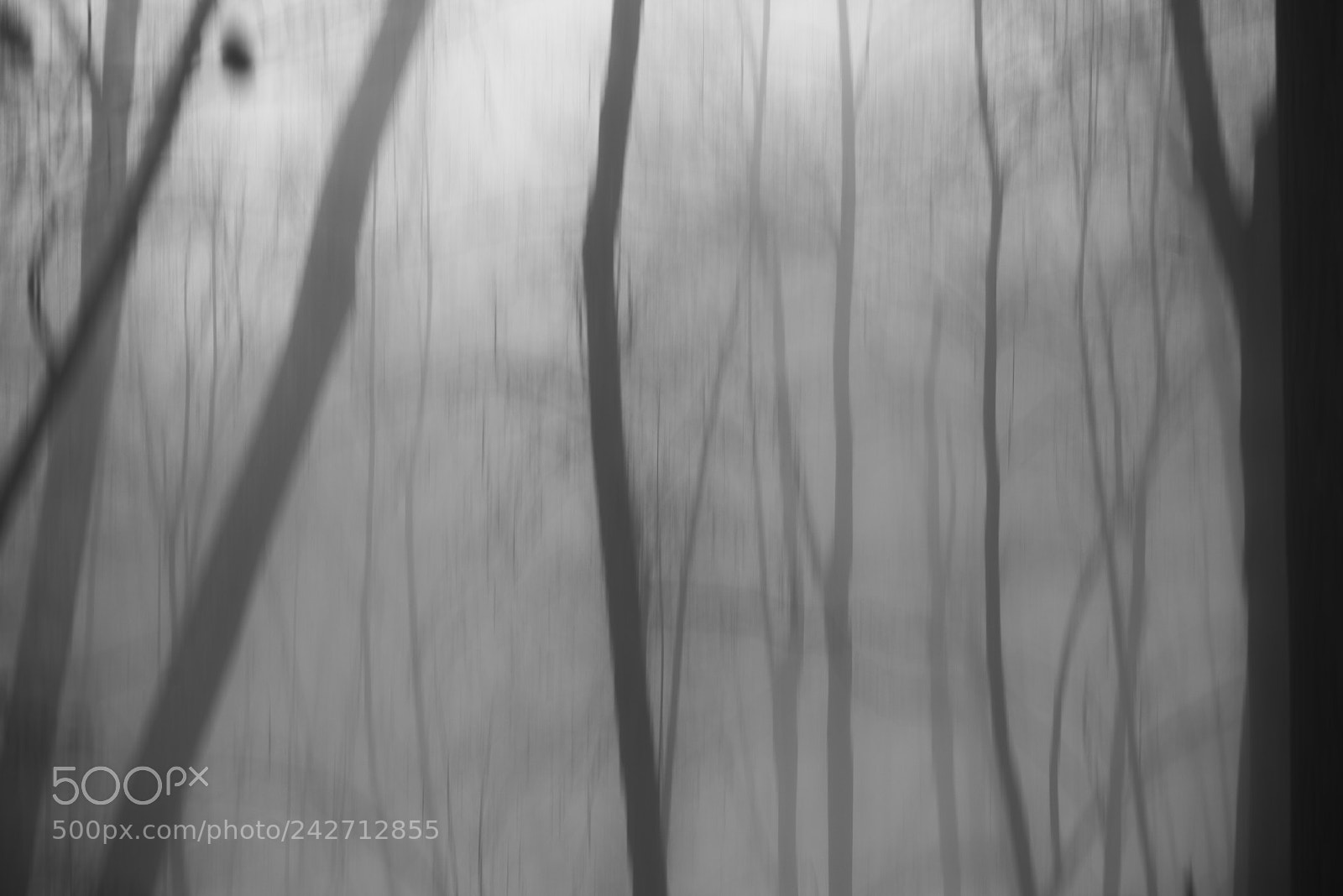 Pentax K-1 sample photo. Forest in the fog photography