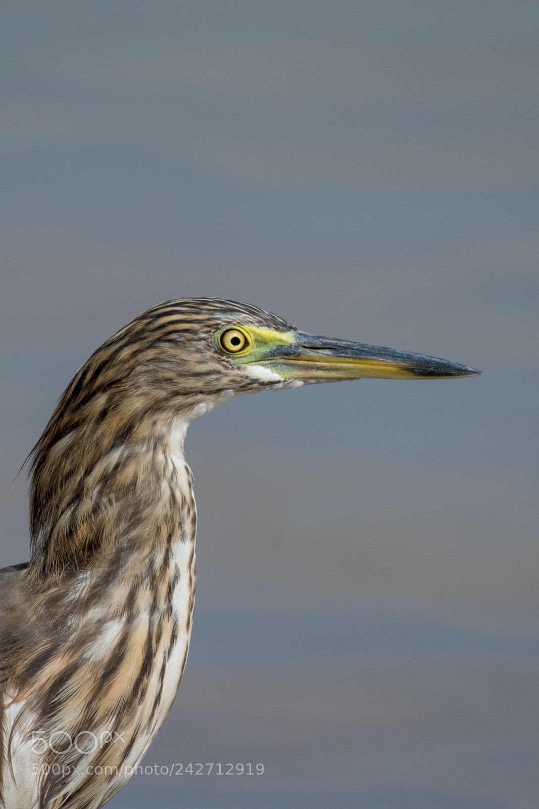 Nikon D500 sample photo. Javan pond heron ardeola photography