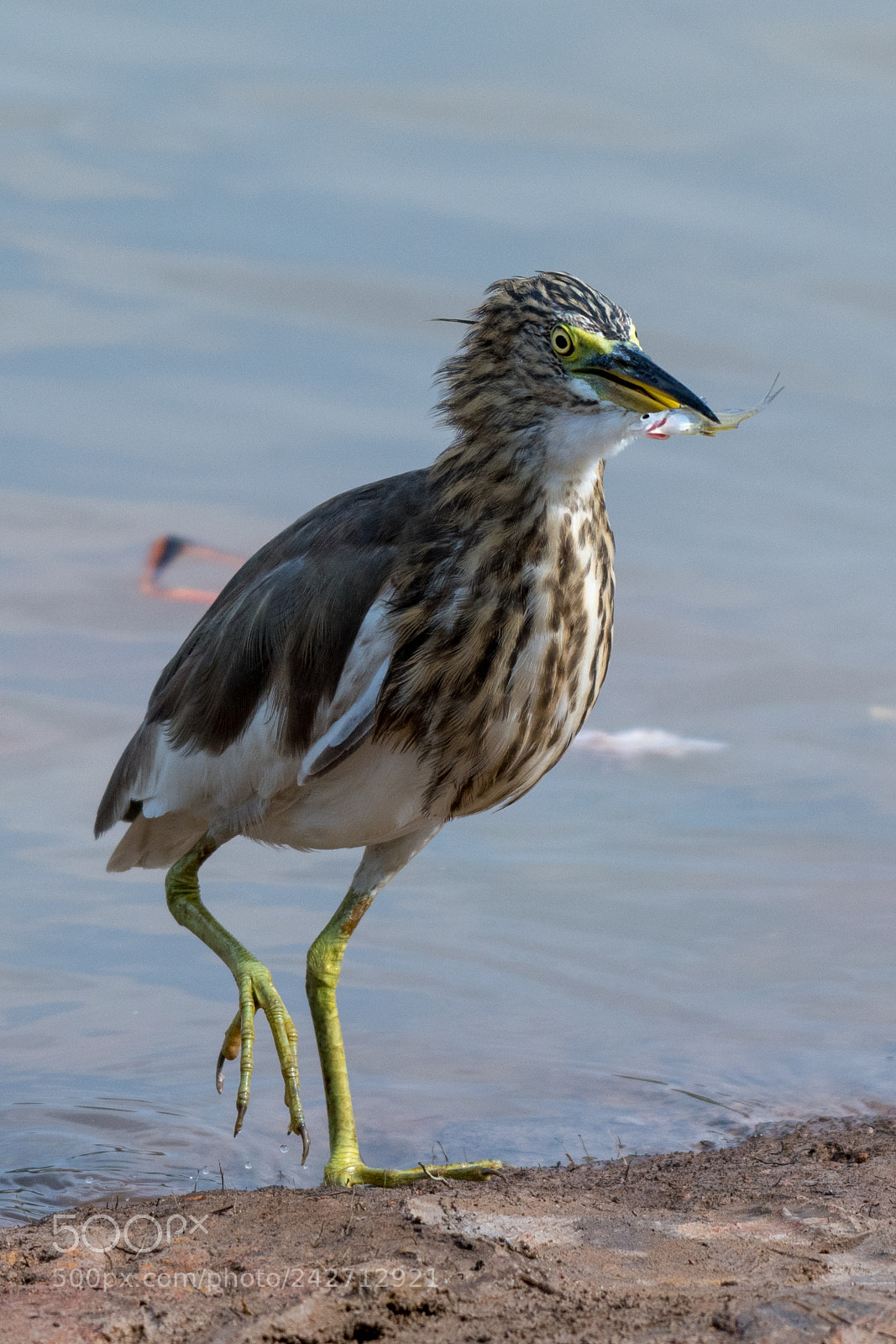 Nikon D500 sample photo. Javan pond heron ardeola photography