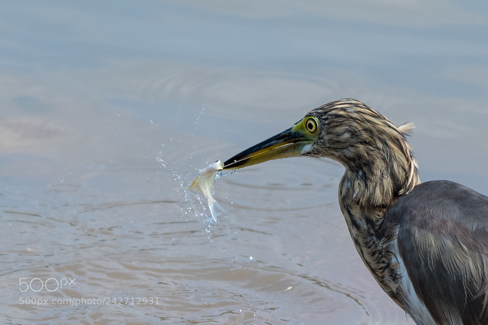 Nikon D500 sample photo. Javan pond heron ardeola photography
