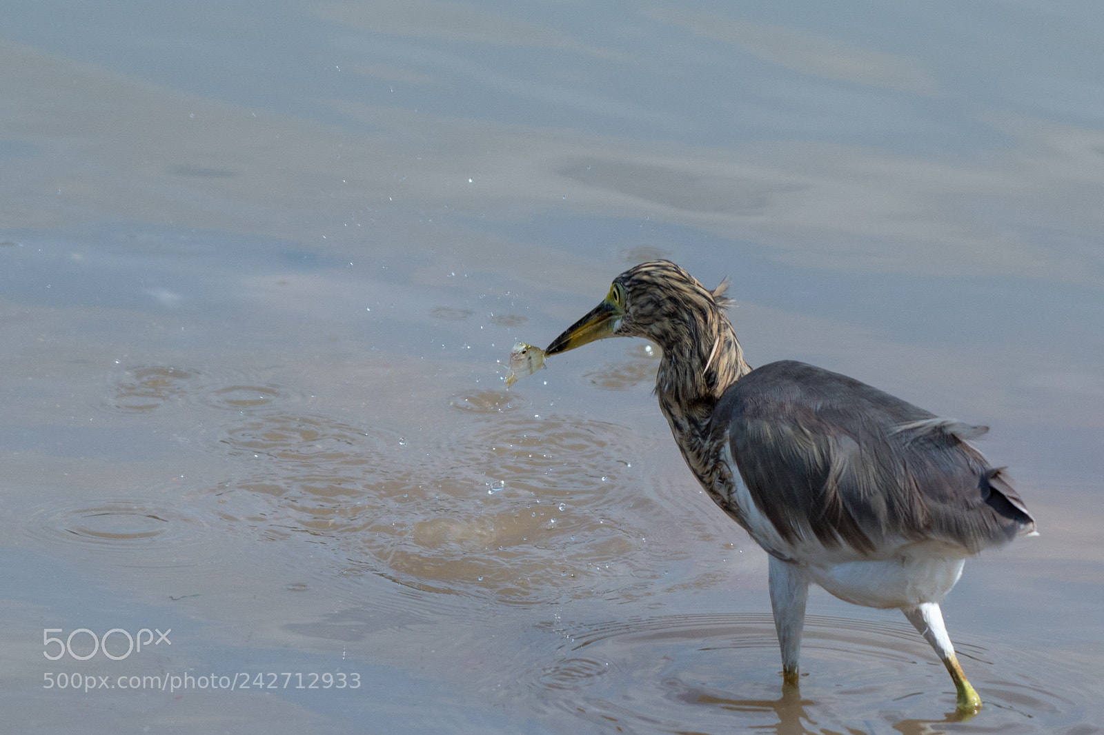 Nikon D500 sample photo. Javan pond heron ardeola photography