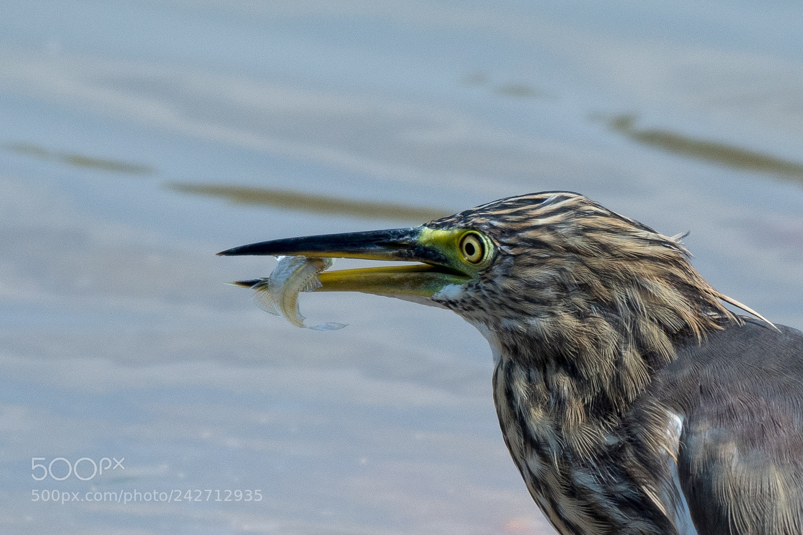 Nikon D500 sample photo. Javan pond heron ardeola photography