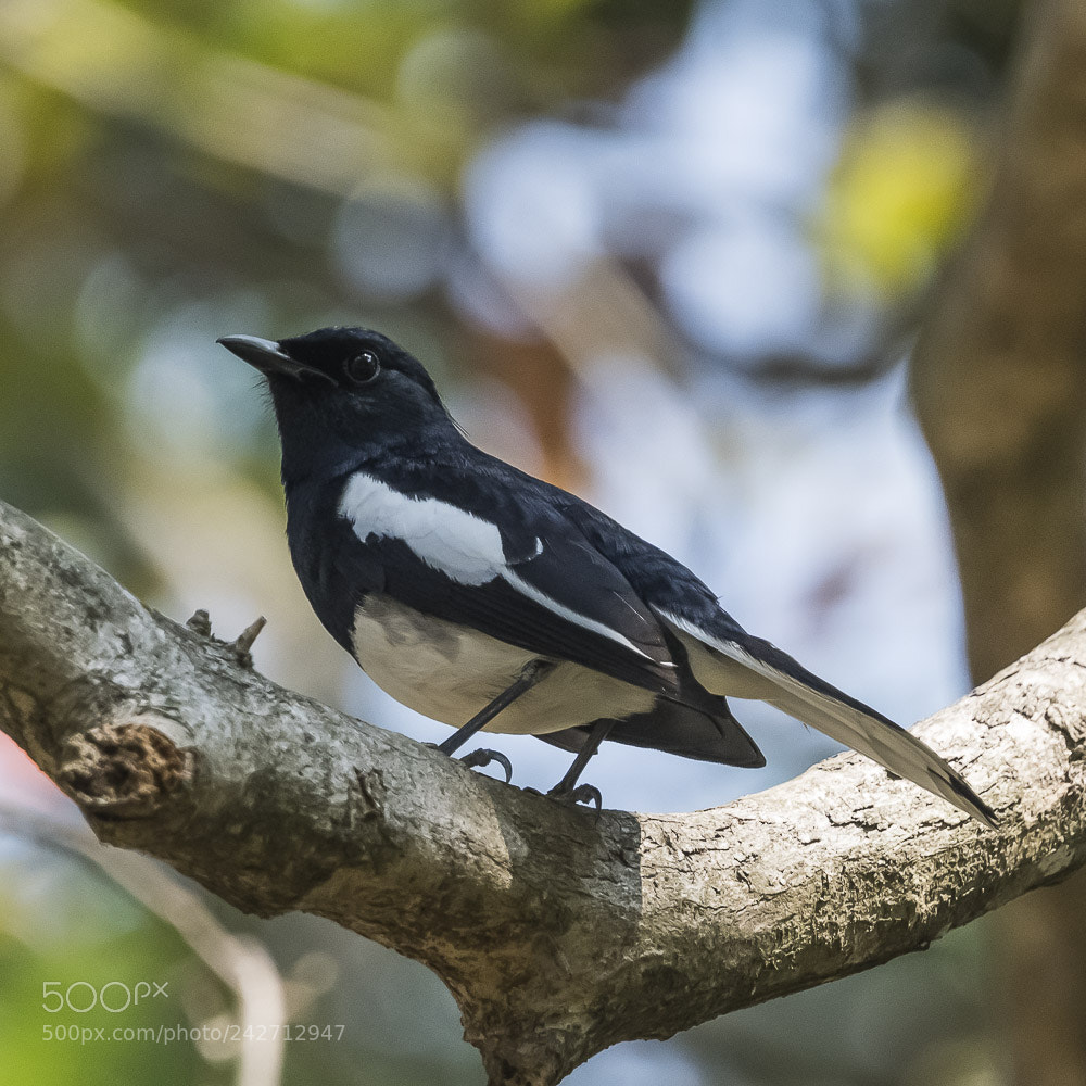 Nikon D850 sample photo. Oriental magpie robin photography