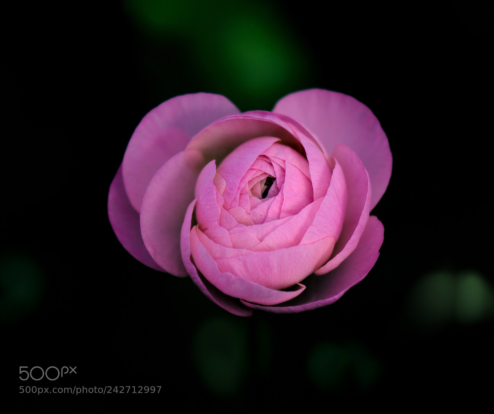 Nikon D800 sample photo. Flowers photography