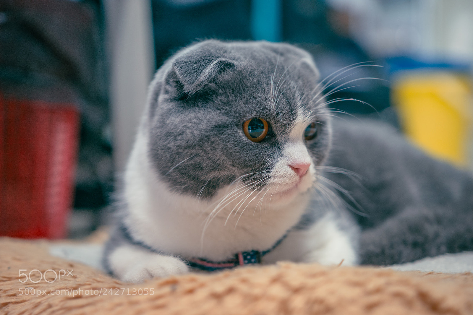 Pentax K-70 sample photo. 呼噜 photography