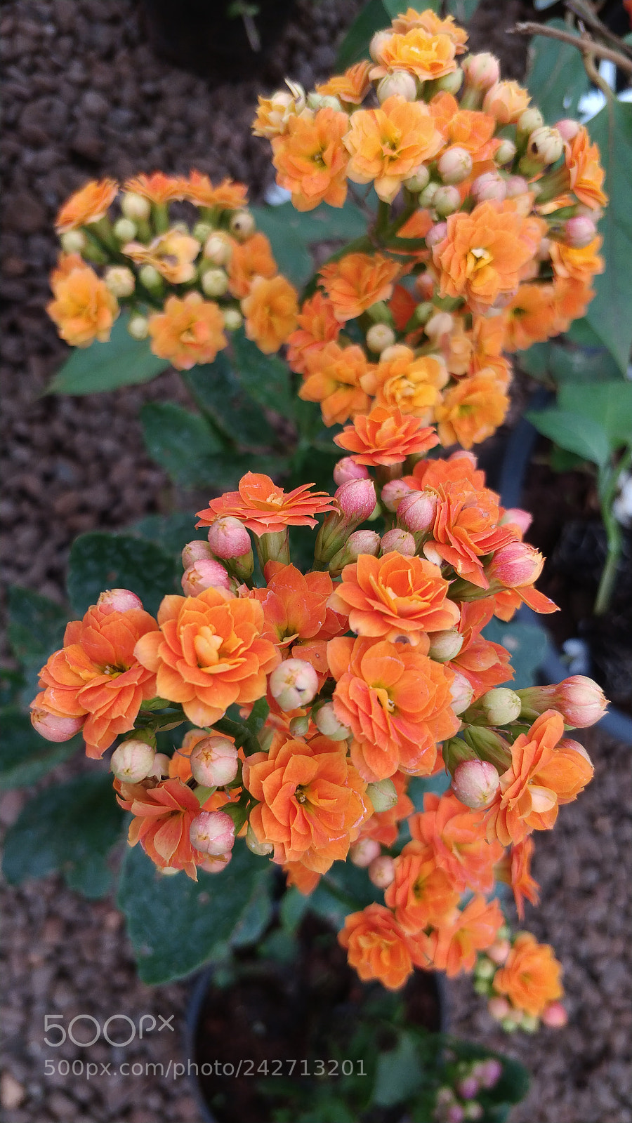 OnePlus 5 sample photo. Little flowers photography