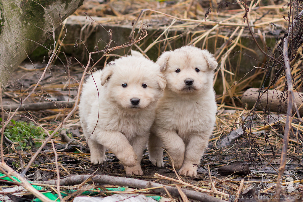 Canon EOS 100D (EOS Rebel SL1 / EOS Kiss X7) sample photo. Puppies photography
