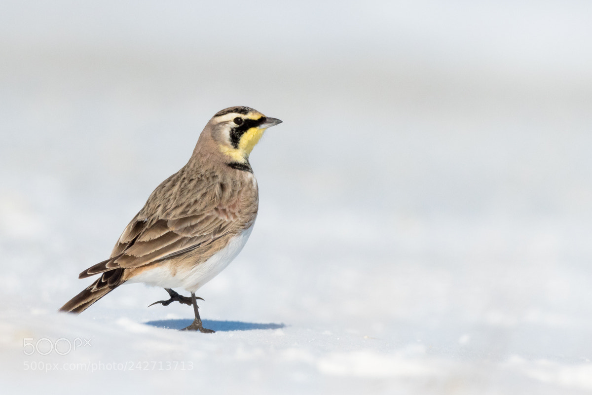 Nikon D500 sample photo. Horned lark photography