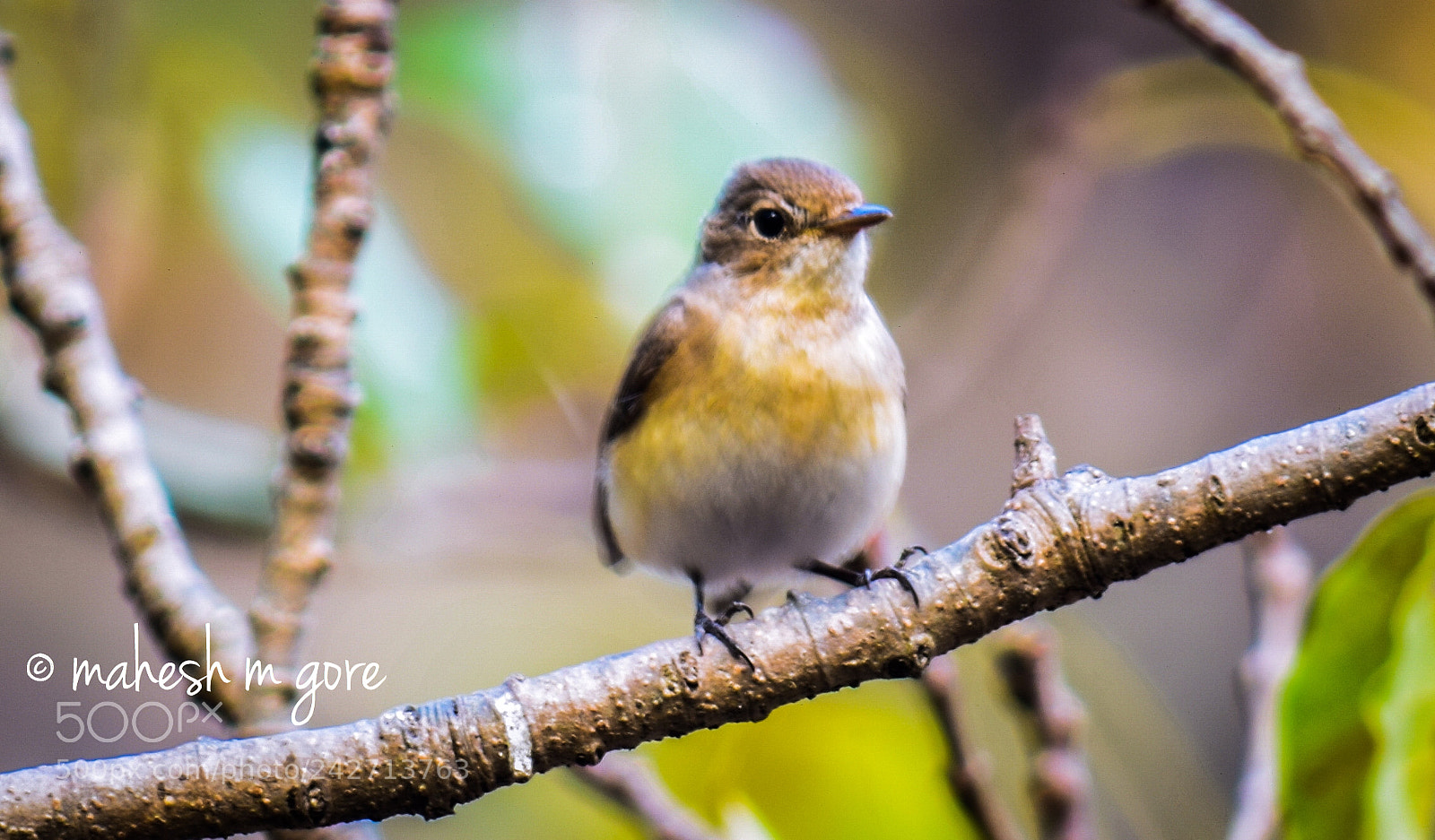 Nikon D5300 sample photo. Red breasted flycatcher (female) photography