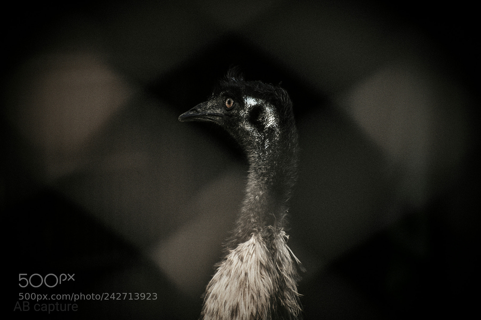 Nikon D3400 sample photo. Emu bird photography