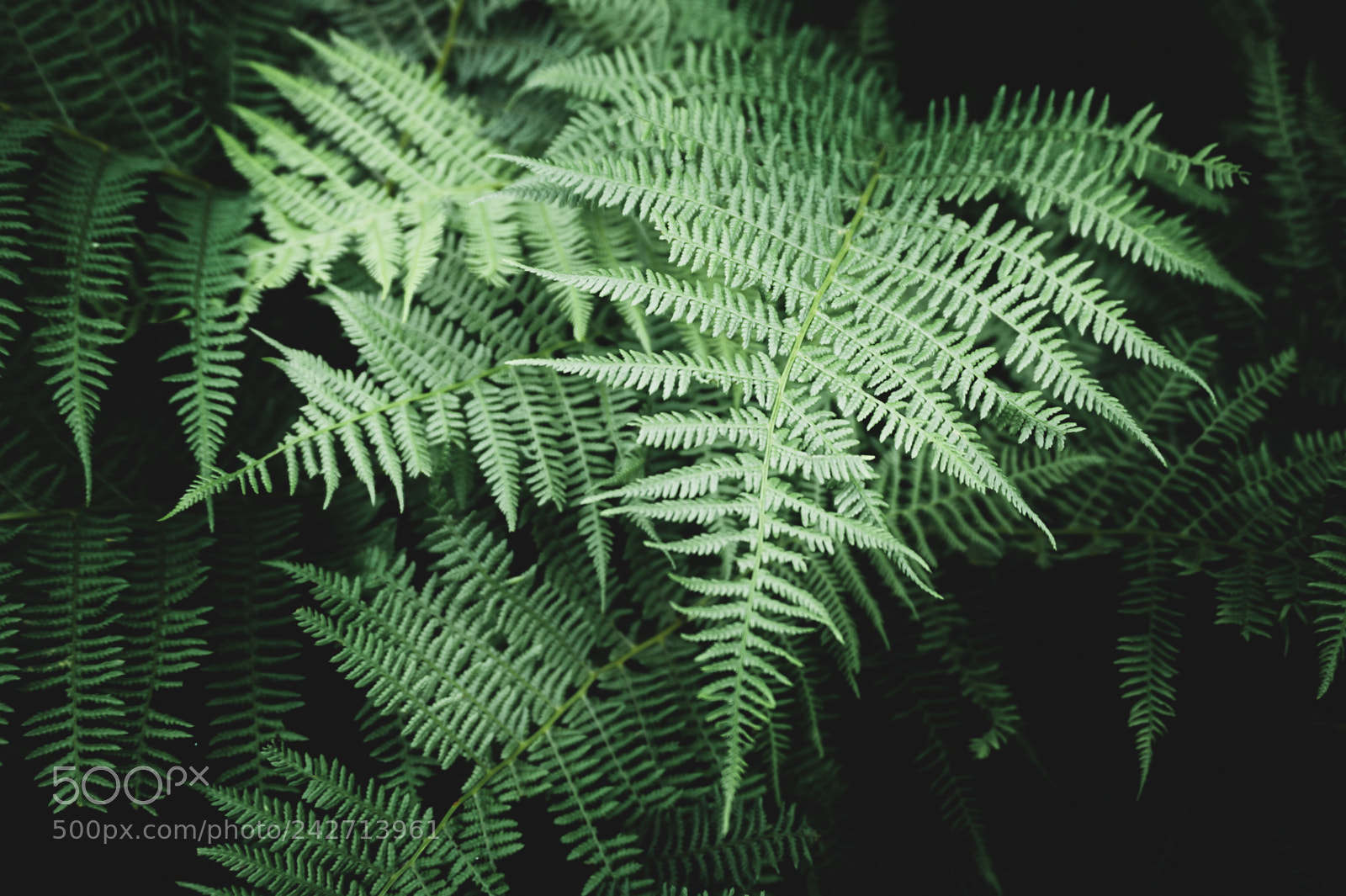 Sony Alpha a5000 (ILCE 5000) sample photo. Shades of green photography