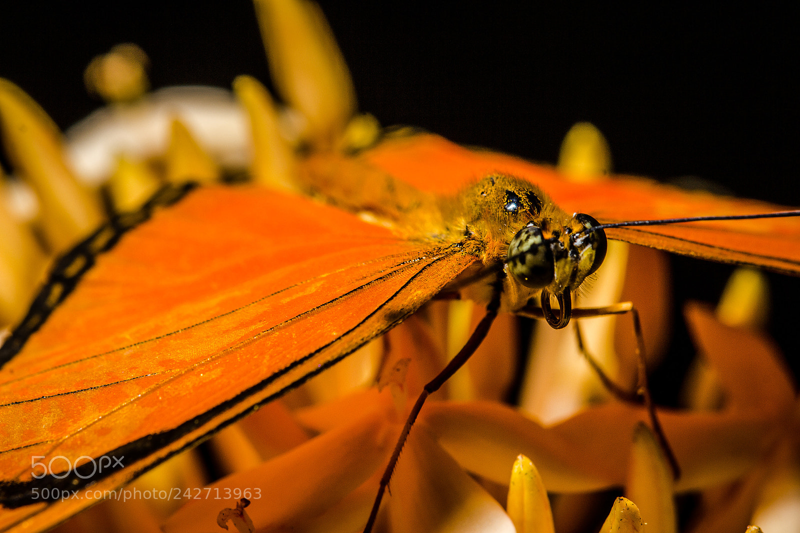 Canon EOS 60D sample photo. Julia heliconian butrerfly photography