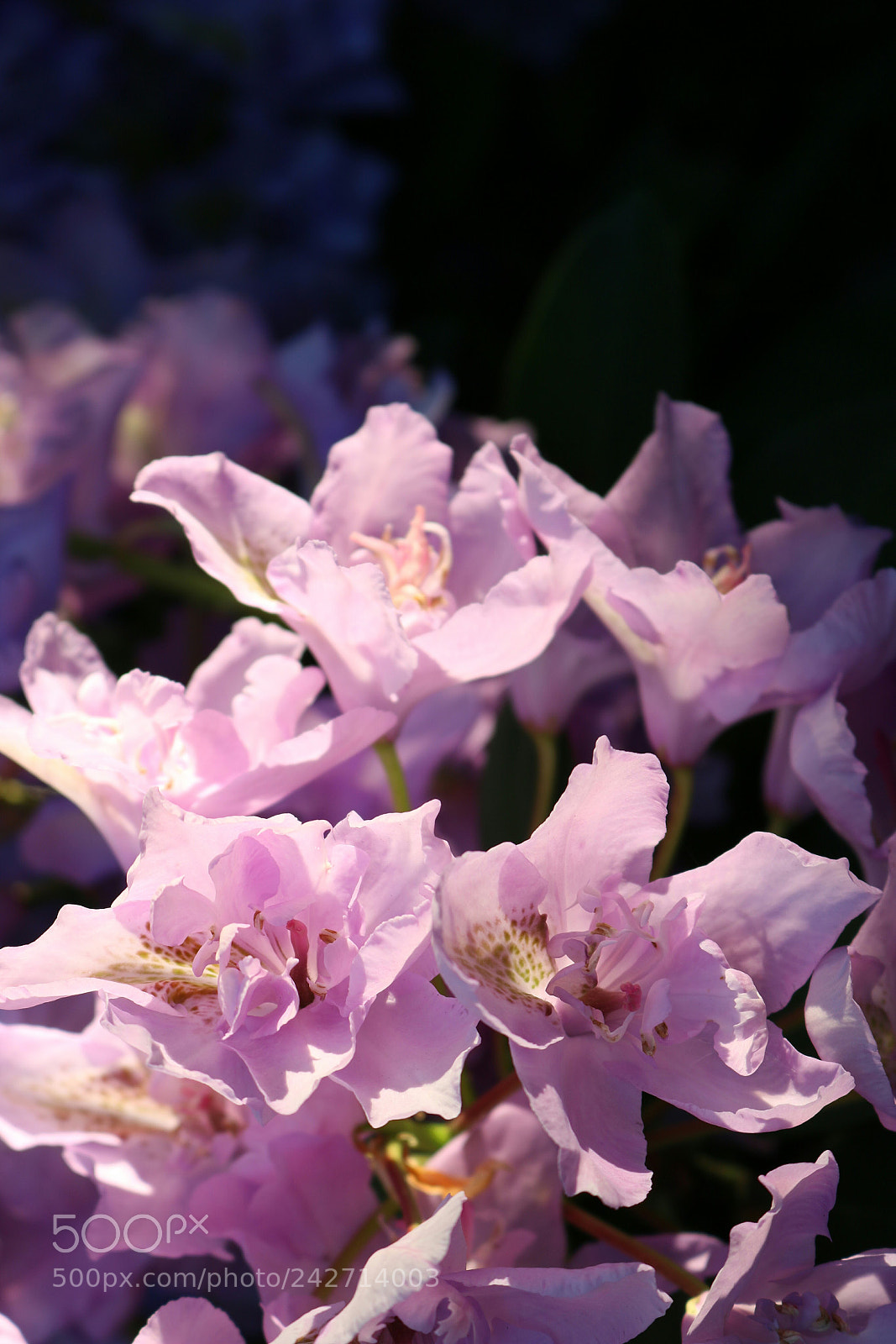 Canon EOS 750D (EOS Rebel T6i / EOS Kiss X8i) sample photo. Pink photography