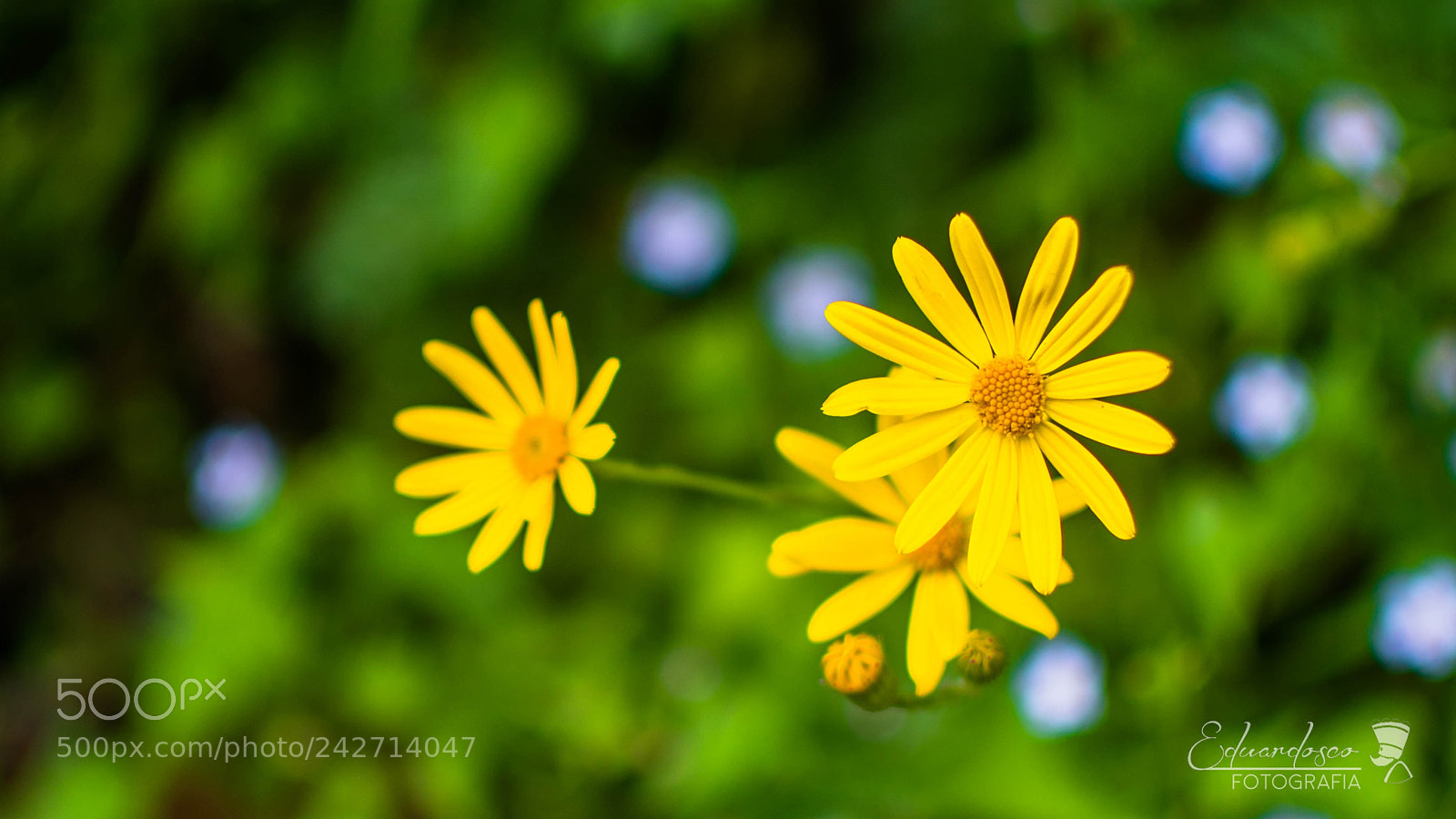 Nikon D7100 sample photo. Flora photography