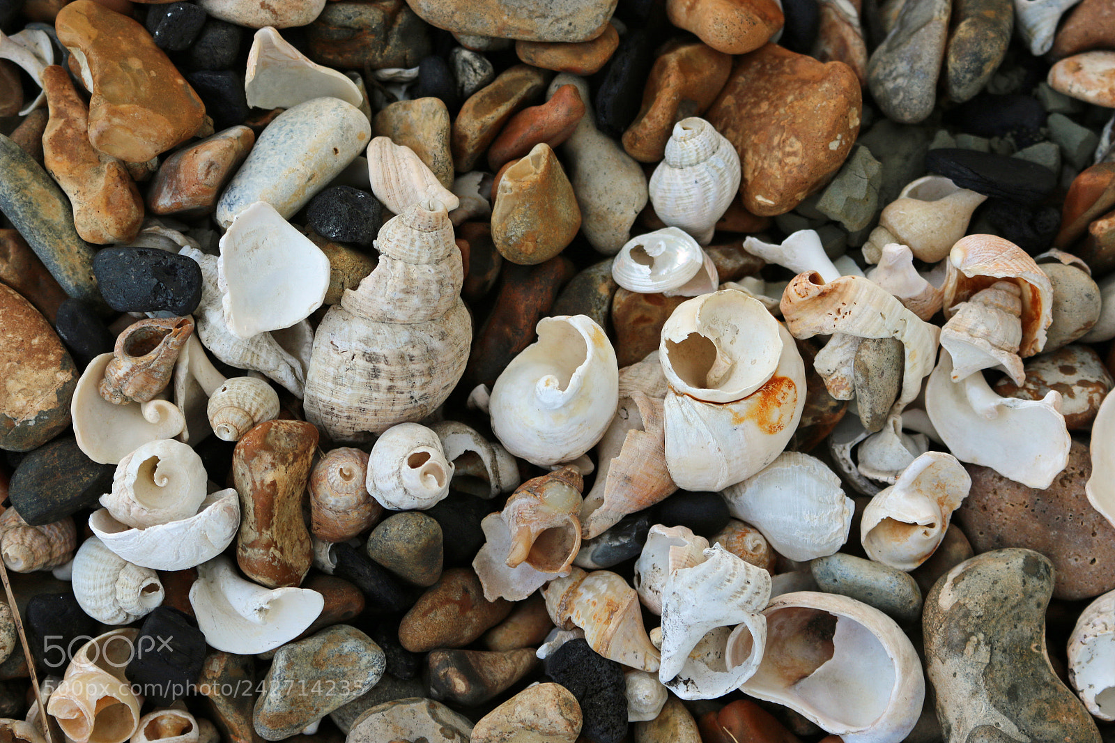 Canon EOS 70D sample photo. Shells on a stony photography
