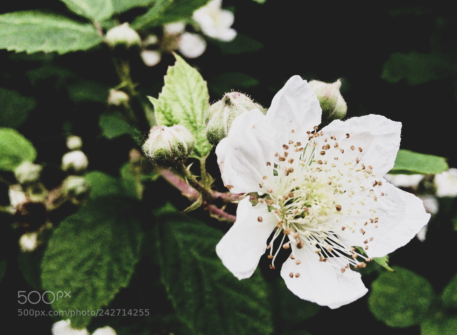 Apple iPhone 5 sample photo. In bloom photography