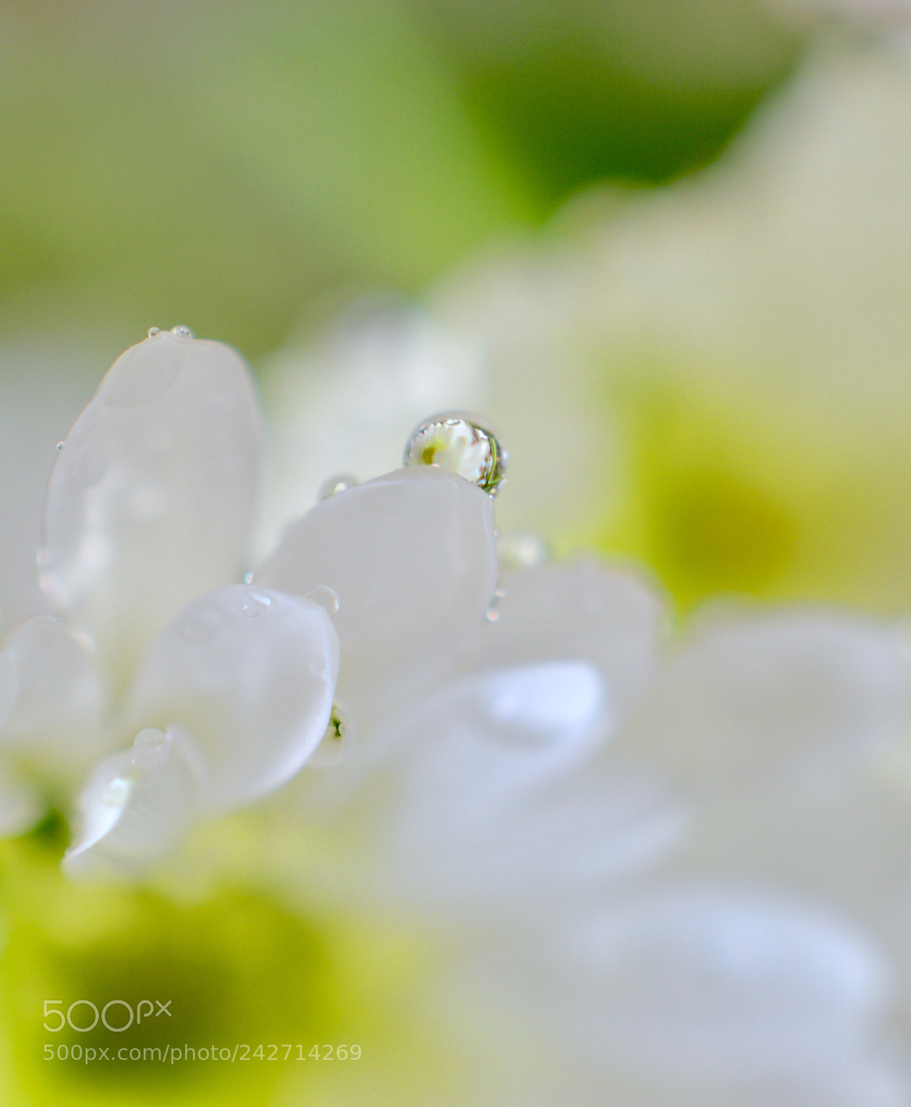 Nikon D3200 sample photo. Flower drop :d photography