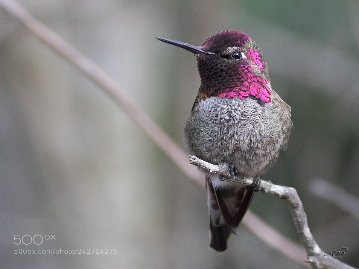 Canon EOS 7D Mark II sample photo. Anna's hummingbird photography