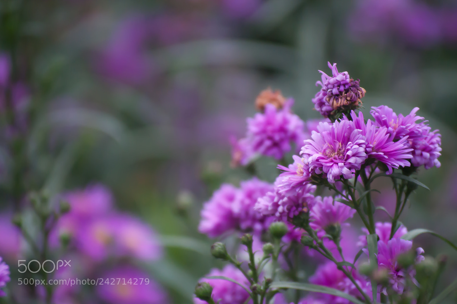 Nikon D90 sample photo. Purple daisy photography