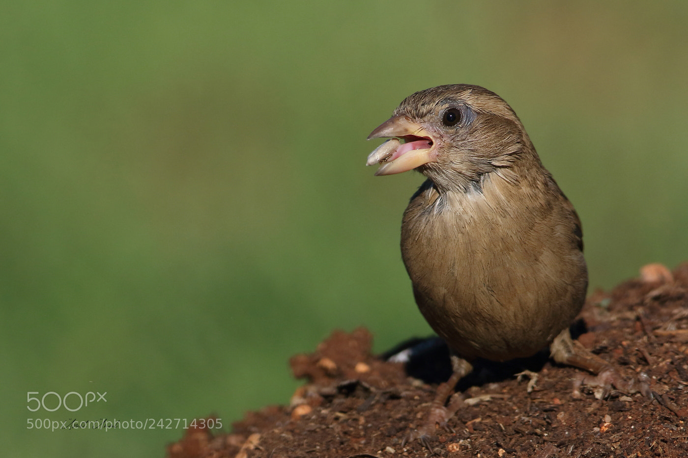 Canon EOS 7D Mark II sample photo. Sparrow photography