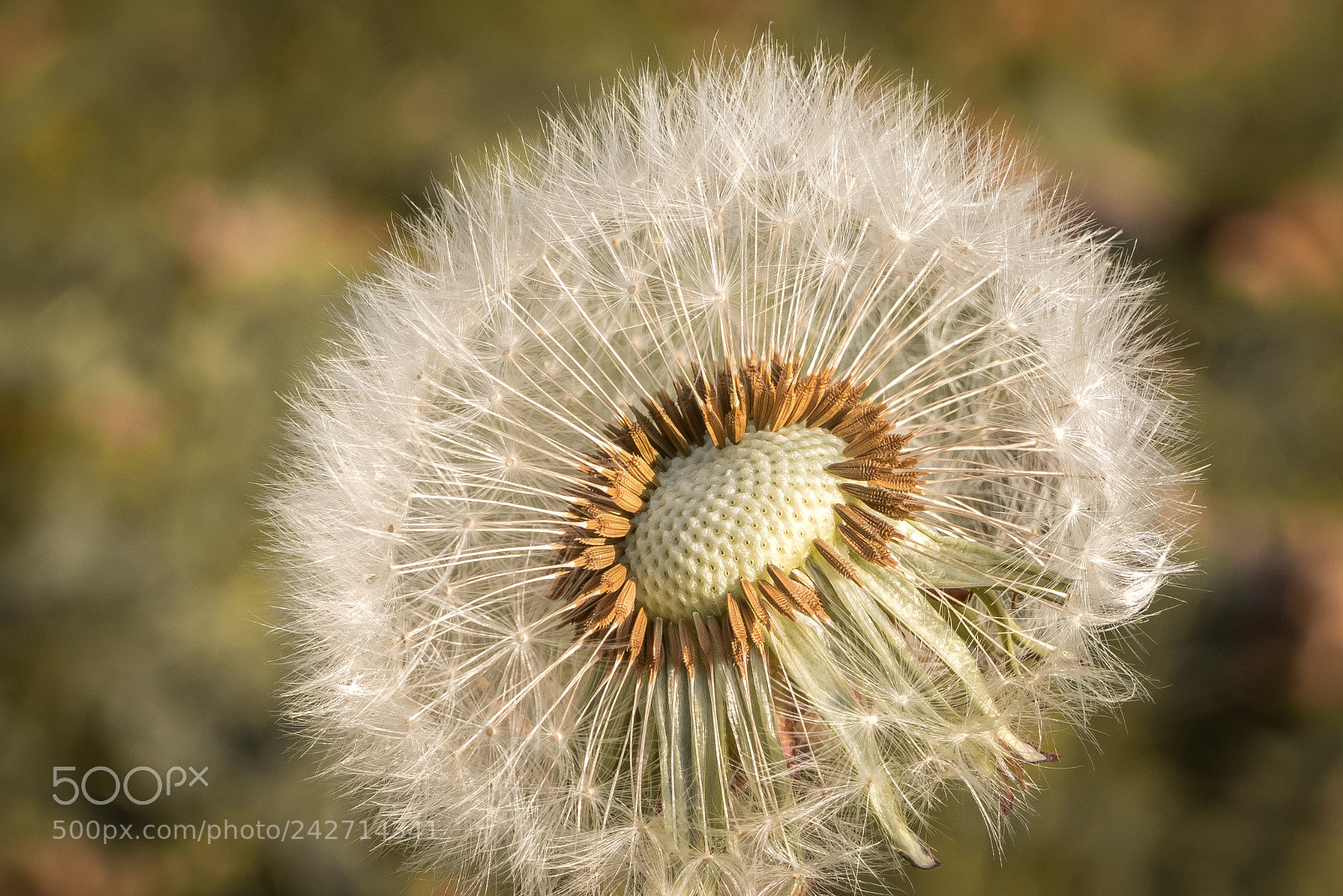 Panasonic Lumix DMC-GX85 (Lumix DMC-GX80 / Lumix DMC-GX7 Mark II) sample photo. Dandelion photography