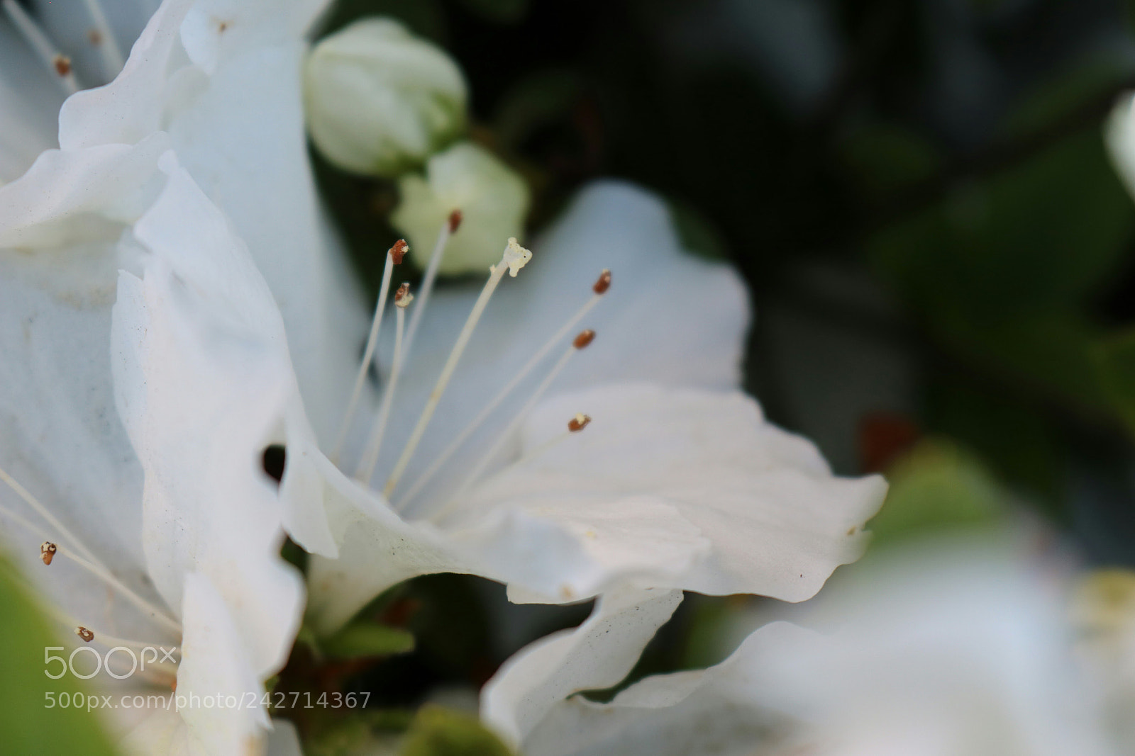 Canon EOS 750D (EOS Rebel T6i / EOS Kiss X8i) sample photo. Hush photography