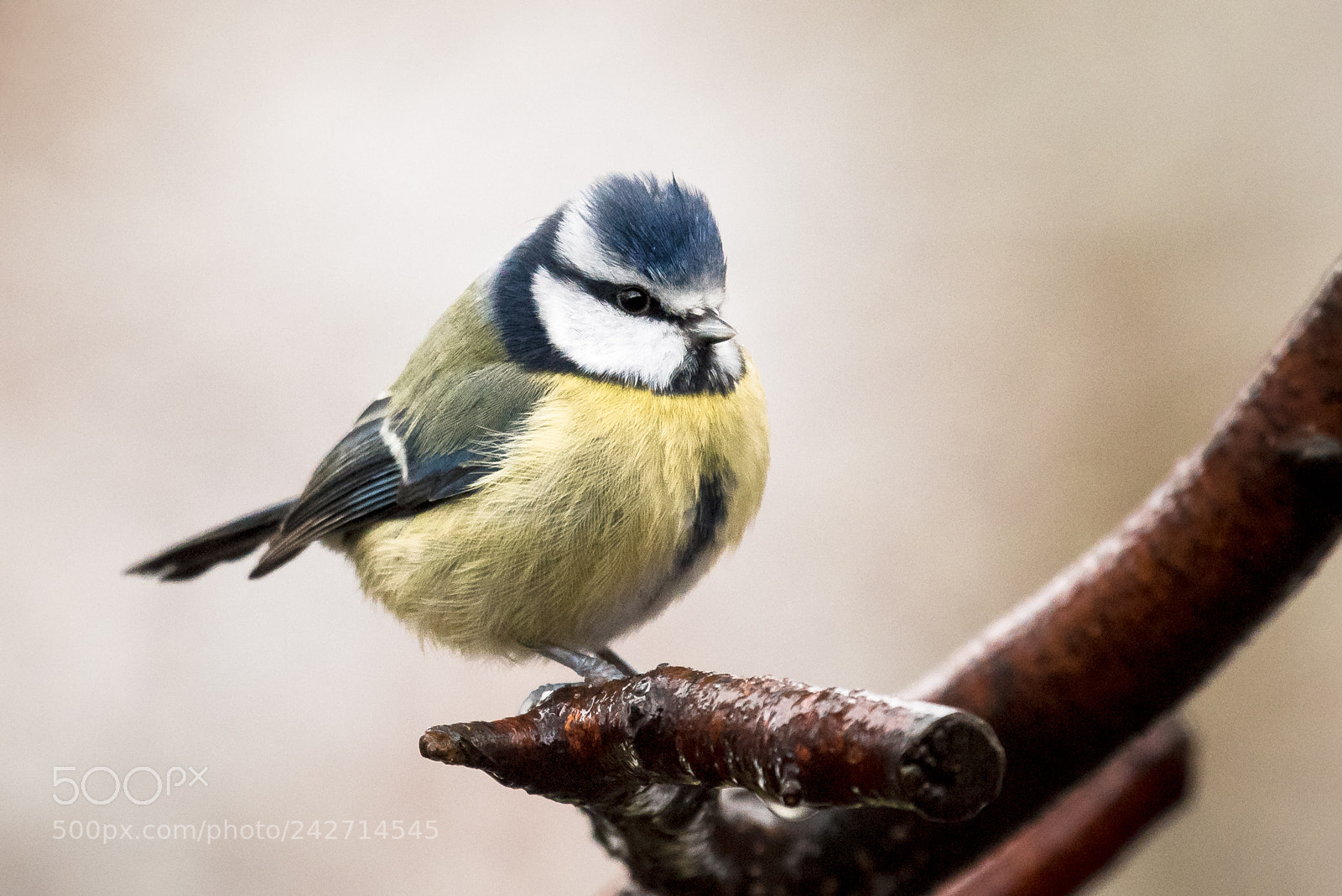 Nikon D810 sample photo. Perched blue tit photography