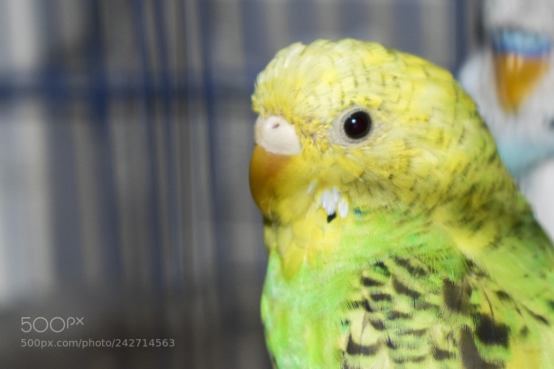 Nikon D3400 sample photo. Parrot photography
