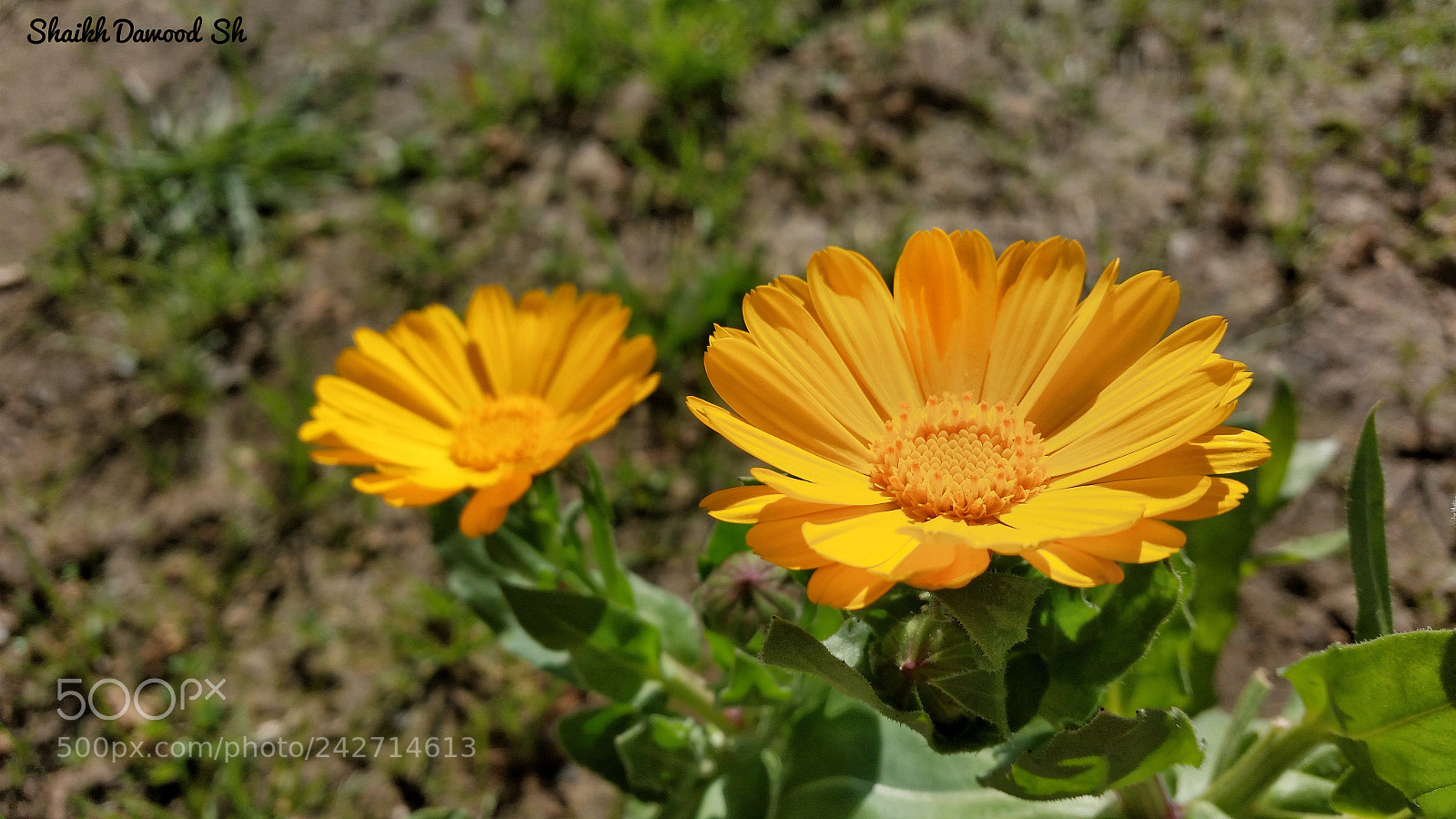 Samsung Galaxy S5 sample photo. Untitled photography