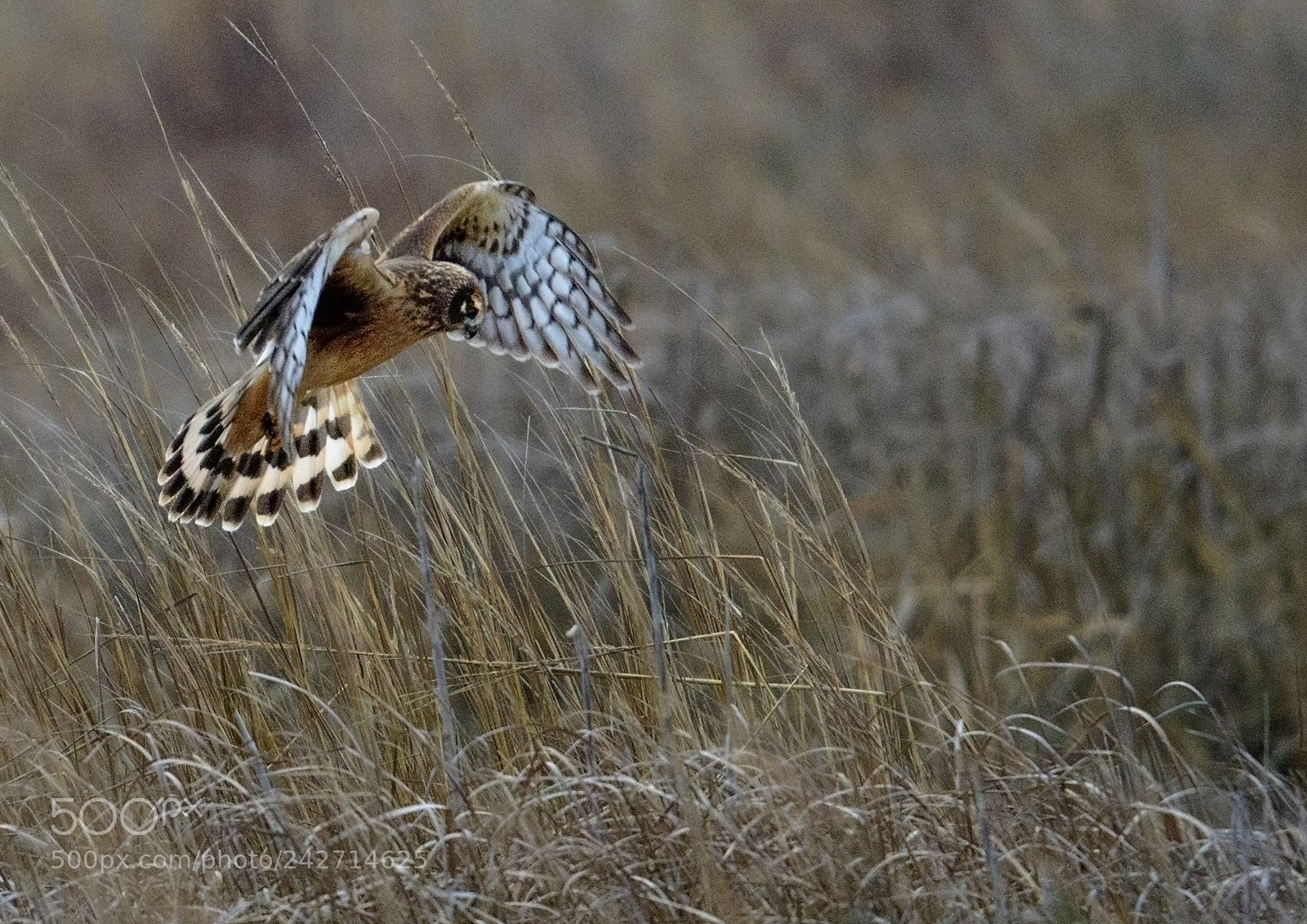 Nikon D500 sample photo. Hovering harrier photography