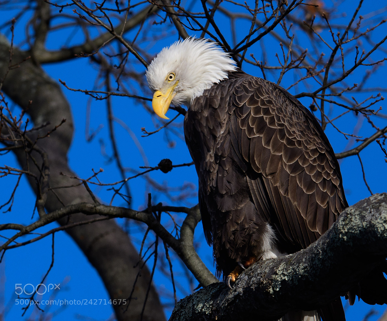 Nikon D500 sample photo. Watchful eyes photography