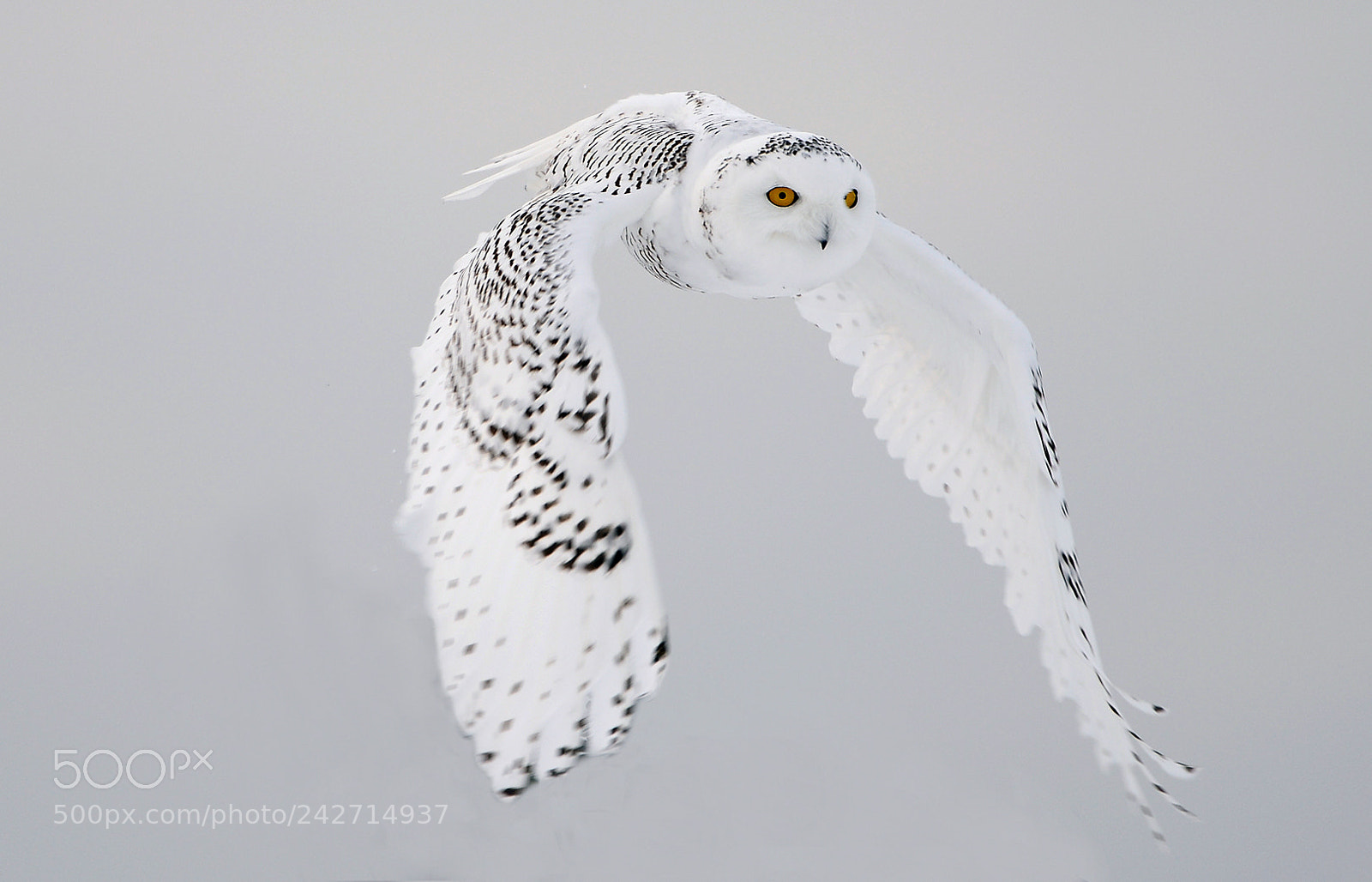 Nikon D610 sample photo. Snowy owl photography