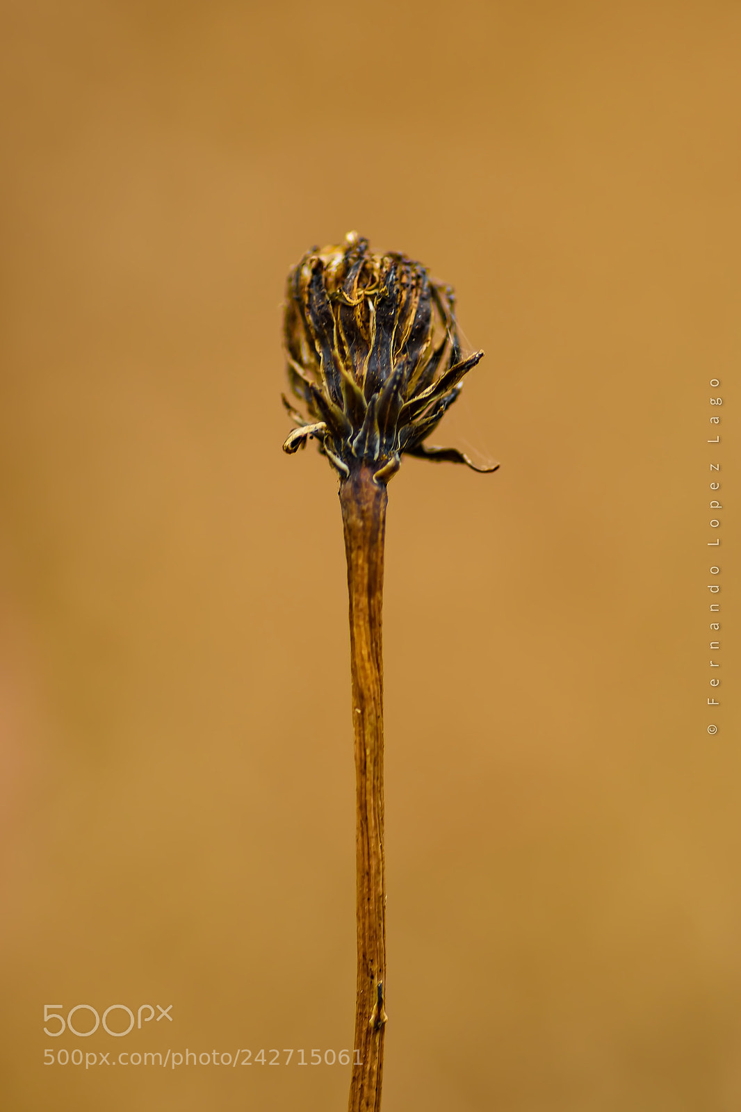 Nikon D7200 sample photo. Dry season 18 photography