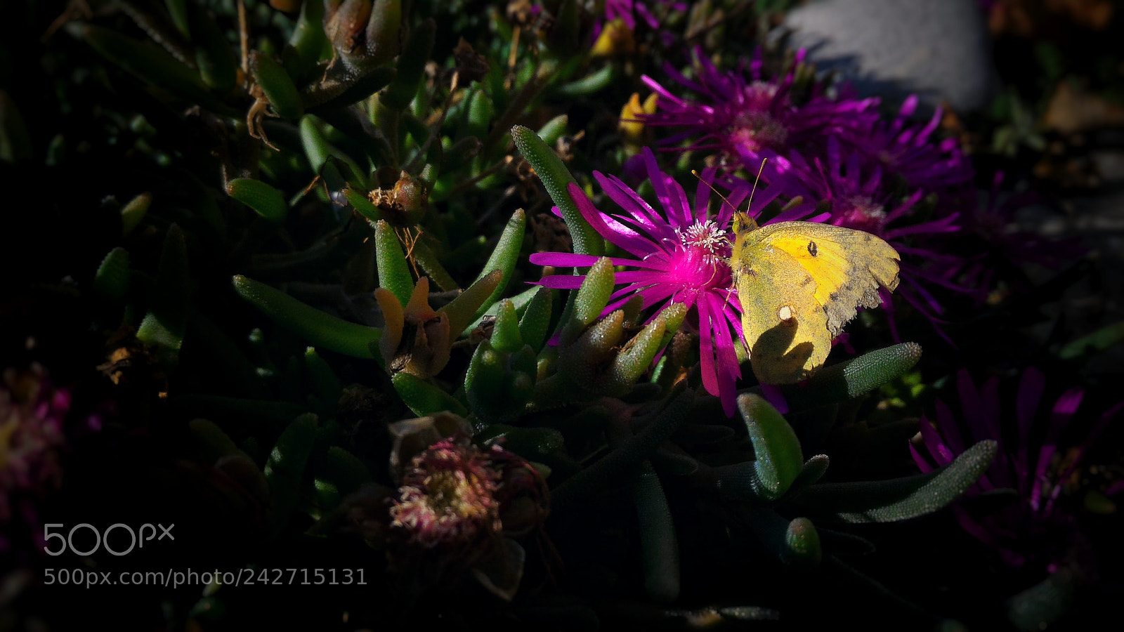 ASUS ZenFone 2 (ZE551ML) sample photo. Butterfly photography