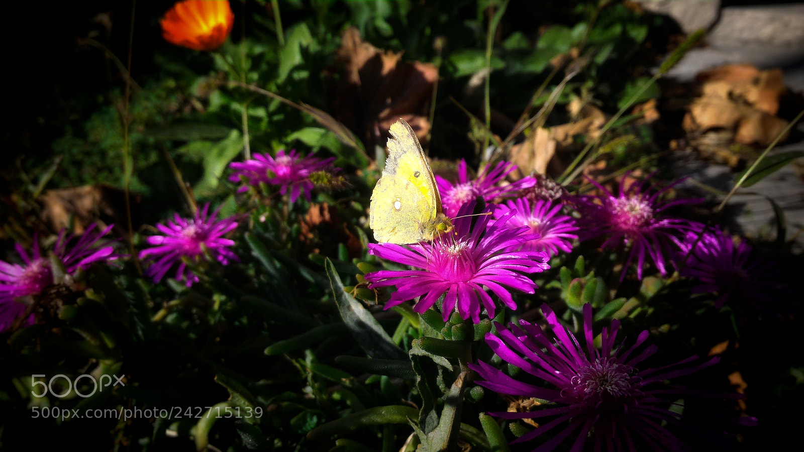ASUS ZenFone 2 (ZE551ML) sample photo. Butterfly photography