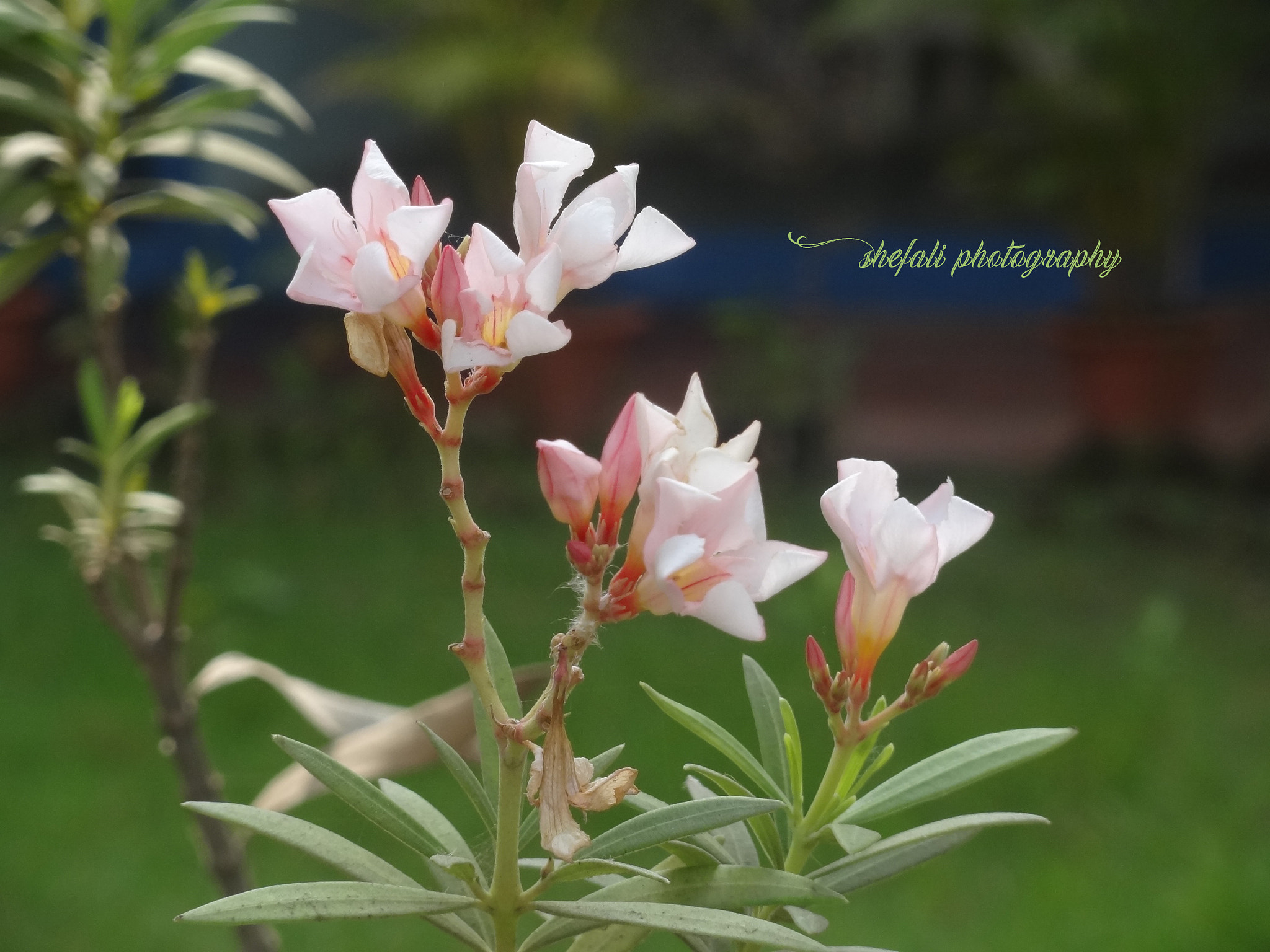 Sony Cyber-shot DSC-HX7V sample photo. Nature is the art of god... photography