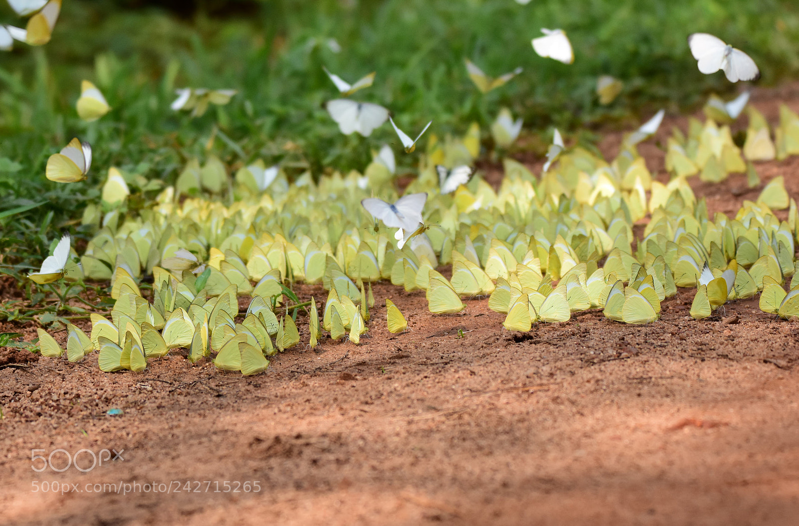 Nikon D7200 sample photo. Mud puddling (dsc_2492) photography