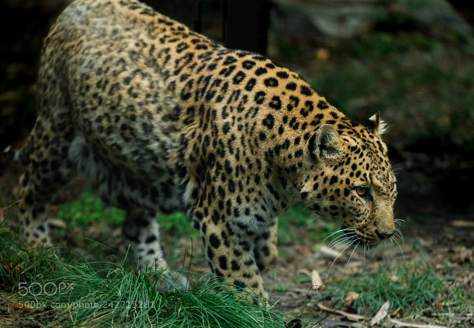 Sony a7 II sample photo. Move photography