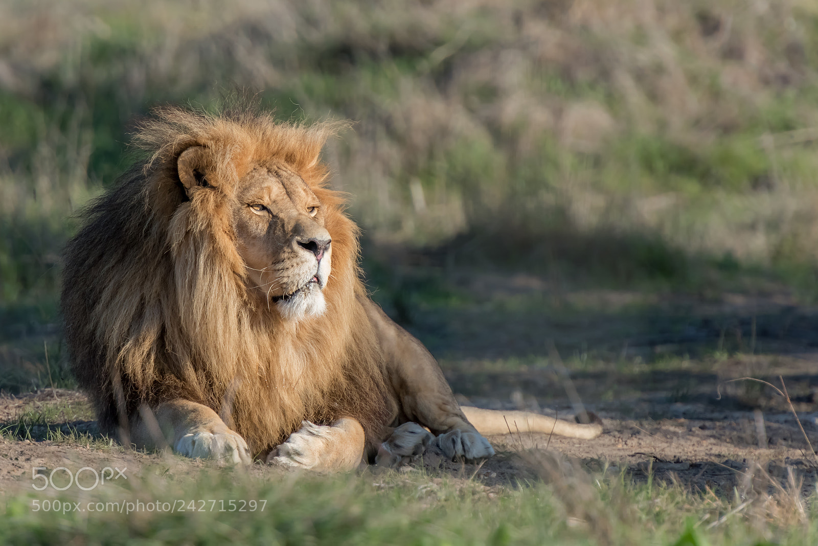 Nikon D810 sample photo. The lion king photography