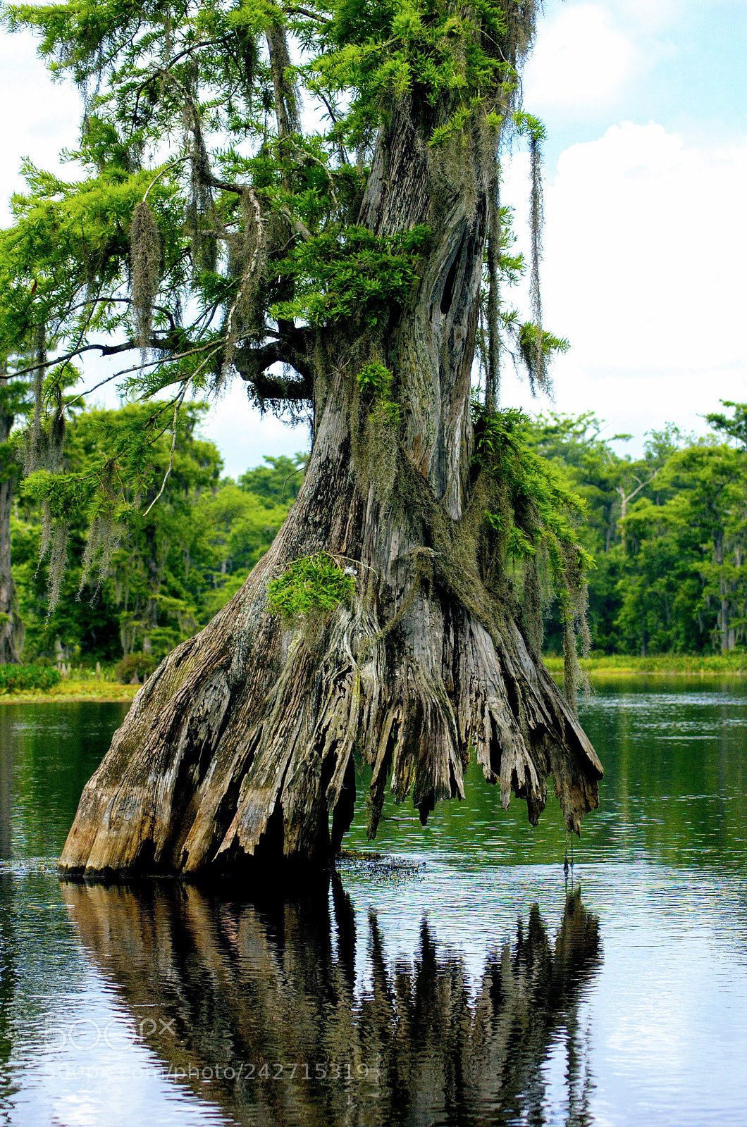 Nikon D70 sample photo. Old cypress tree photography