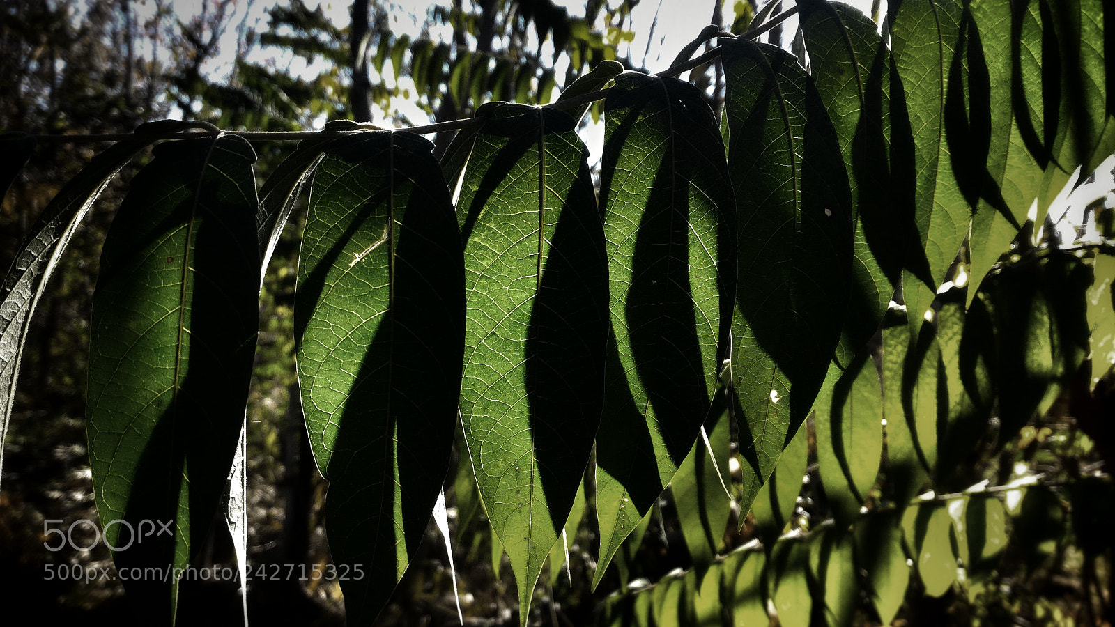 ASUS ZenFone 2 (ZE551ML) sample photo. Leaves photography