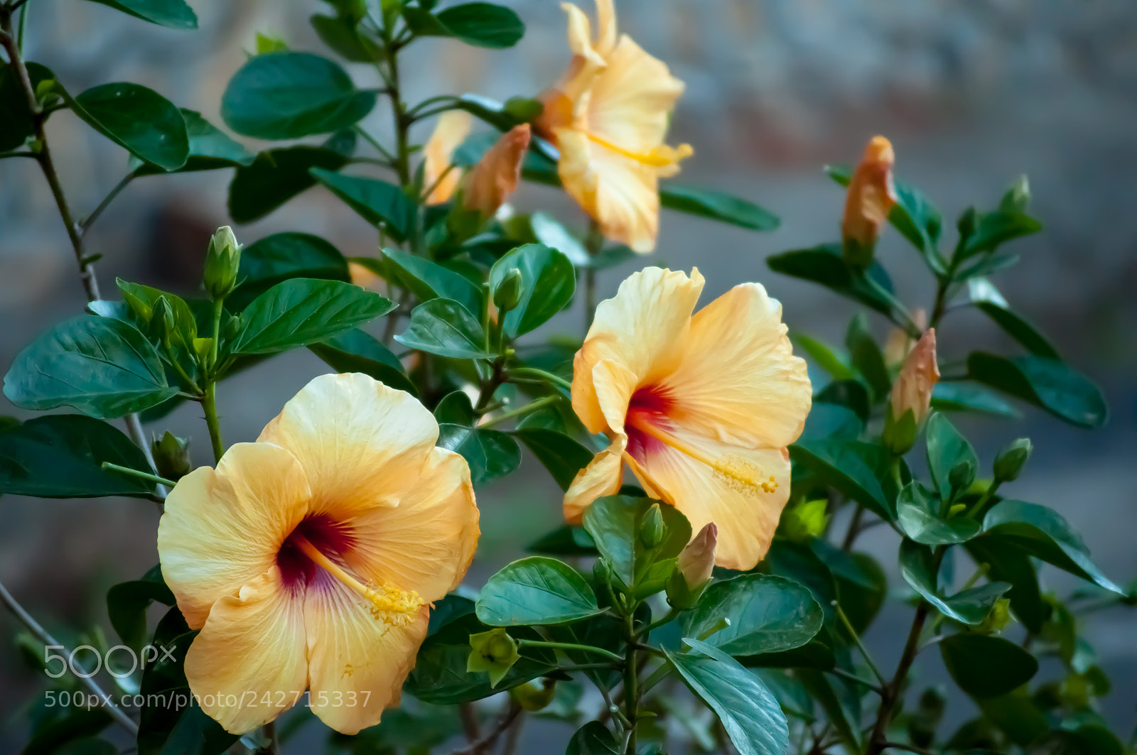 Nikon D90 sample photo. Golden hibiscus photography
