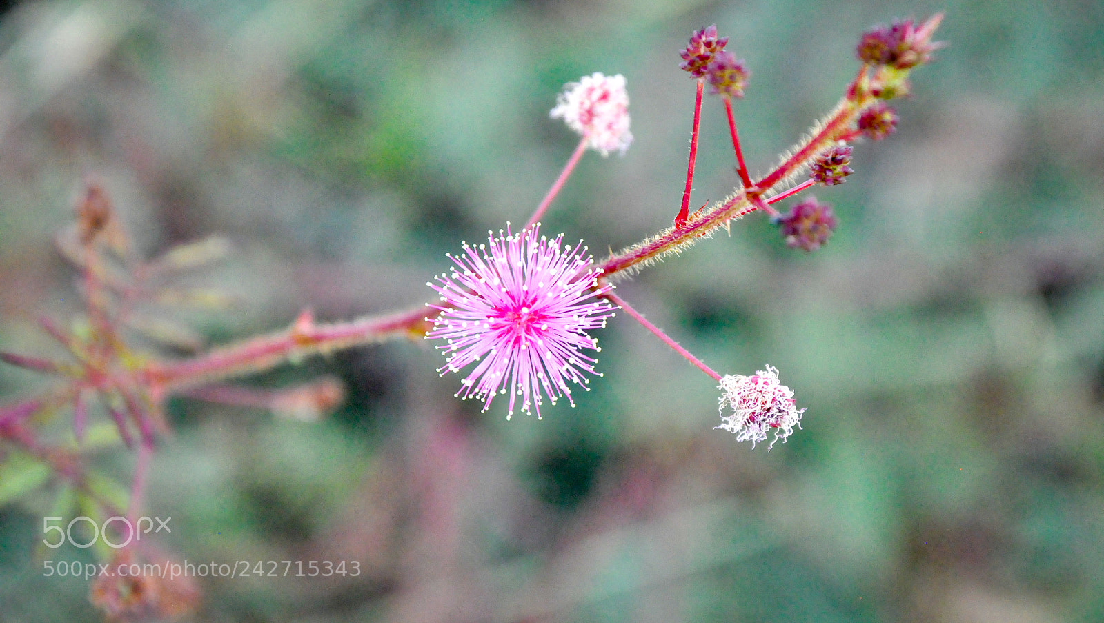 Nikon D90 sample photo. Wild flower photography